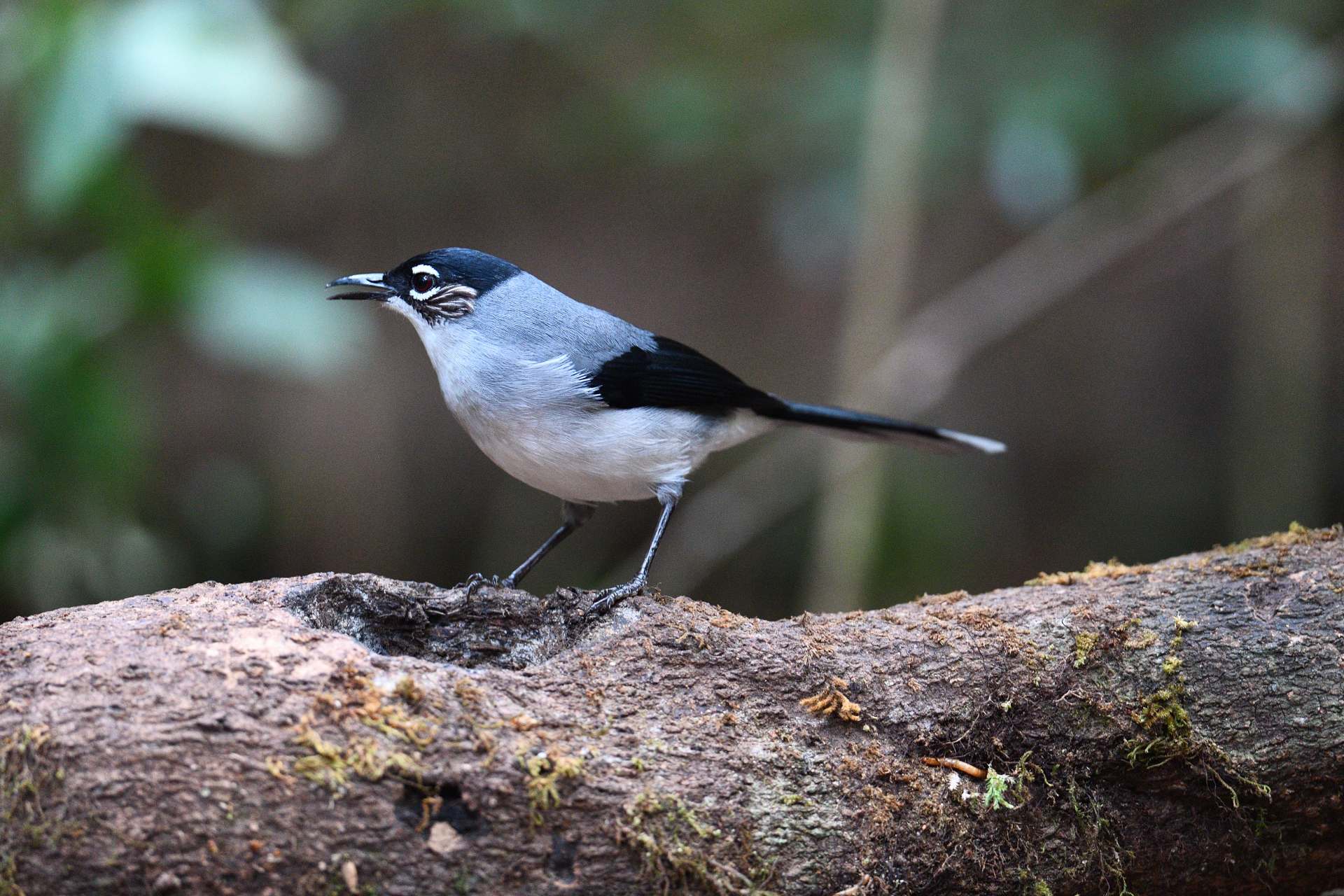 Black-headed Sibia - Bạch Mi