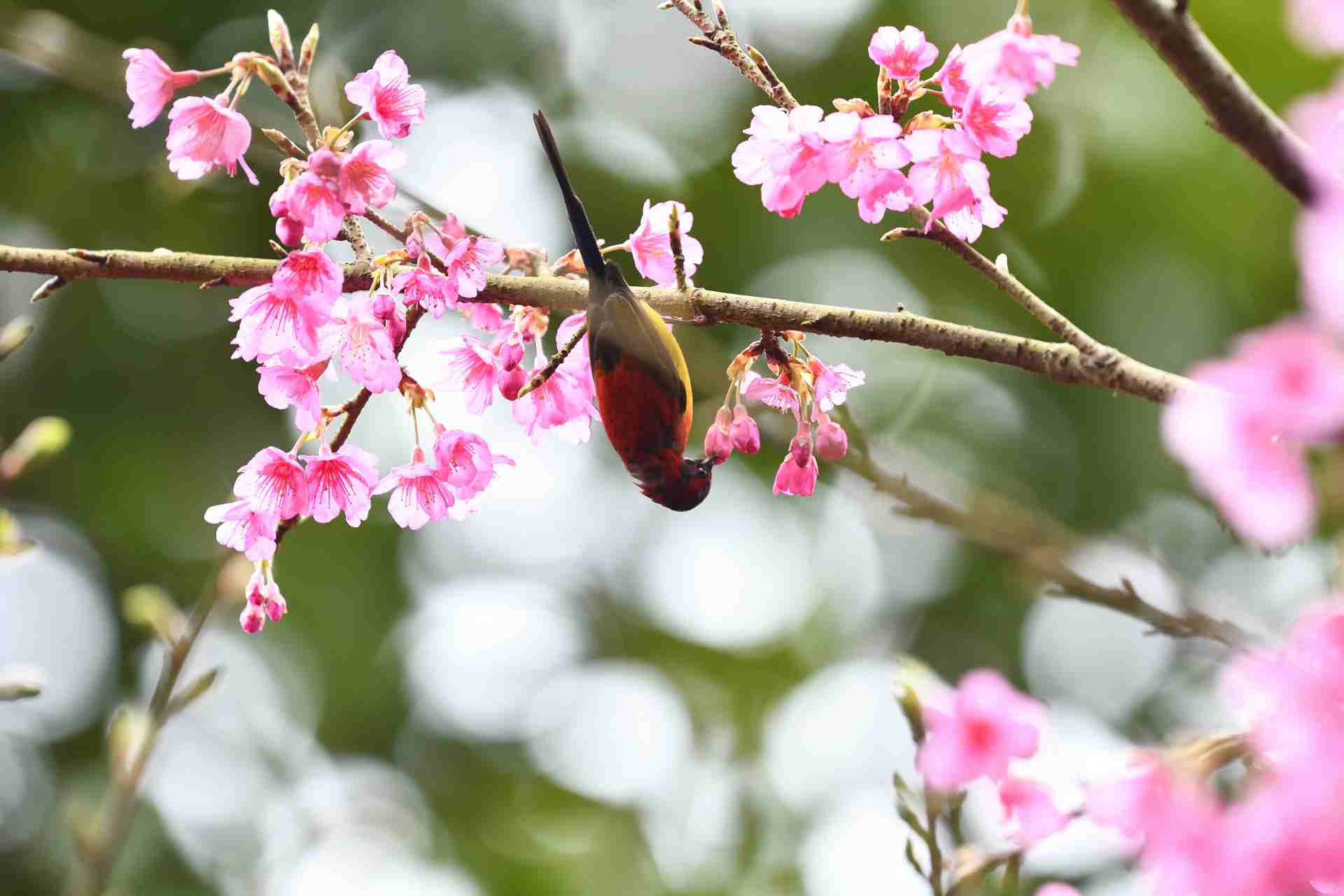 Mrs. Gould's SunBird - Male