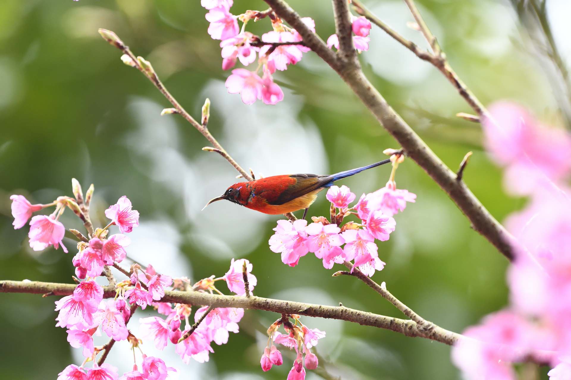 Mrs. Gould's SunBird - Male