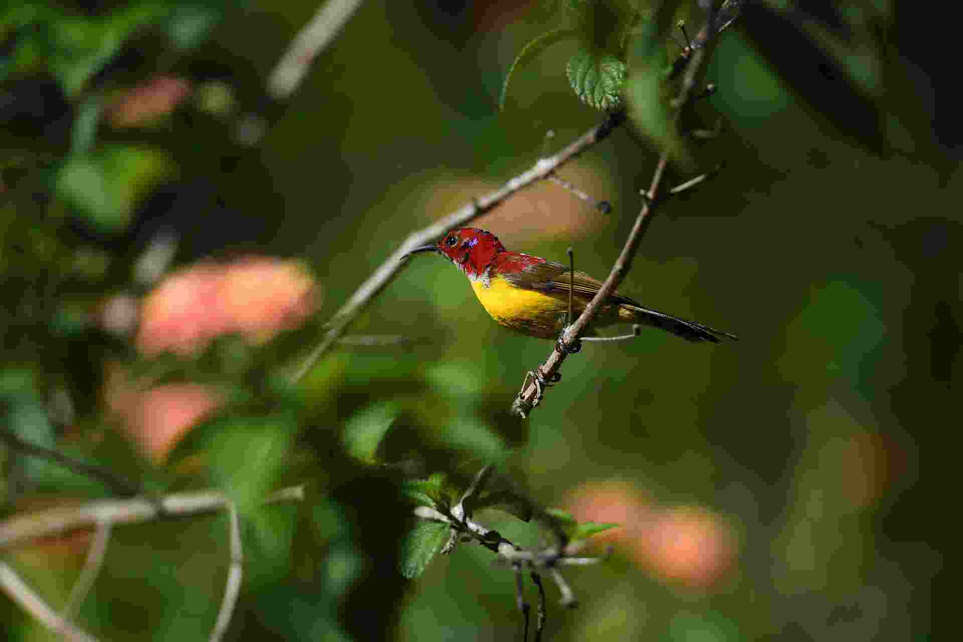 Mrs. Gould's SunBird - Male