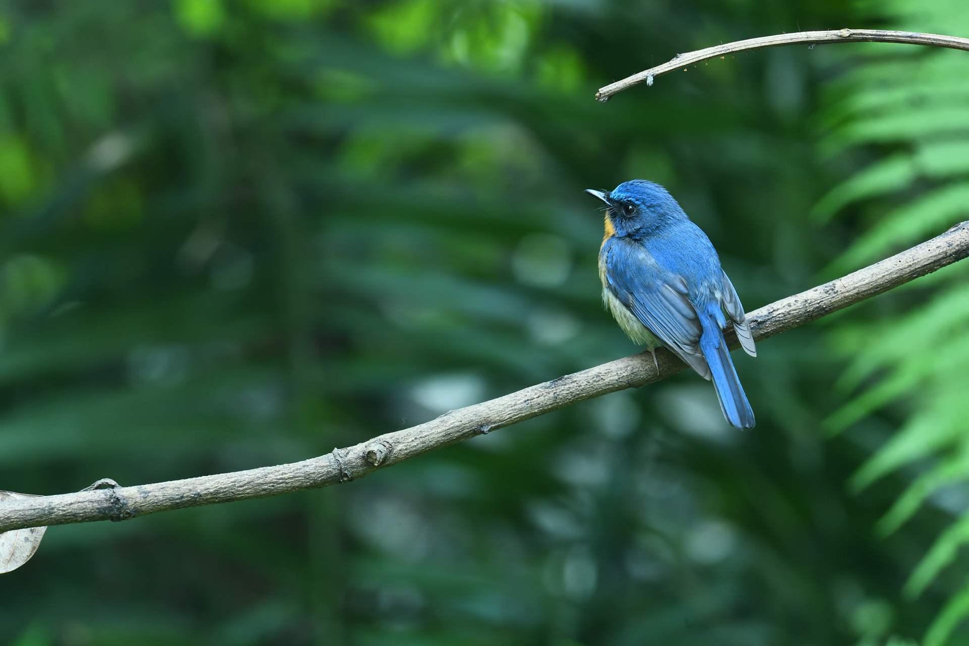 Hill Blue Flycatcher - Male