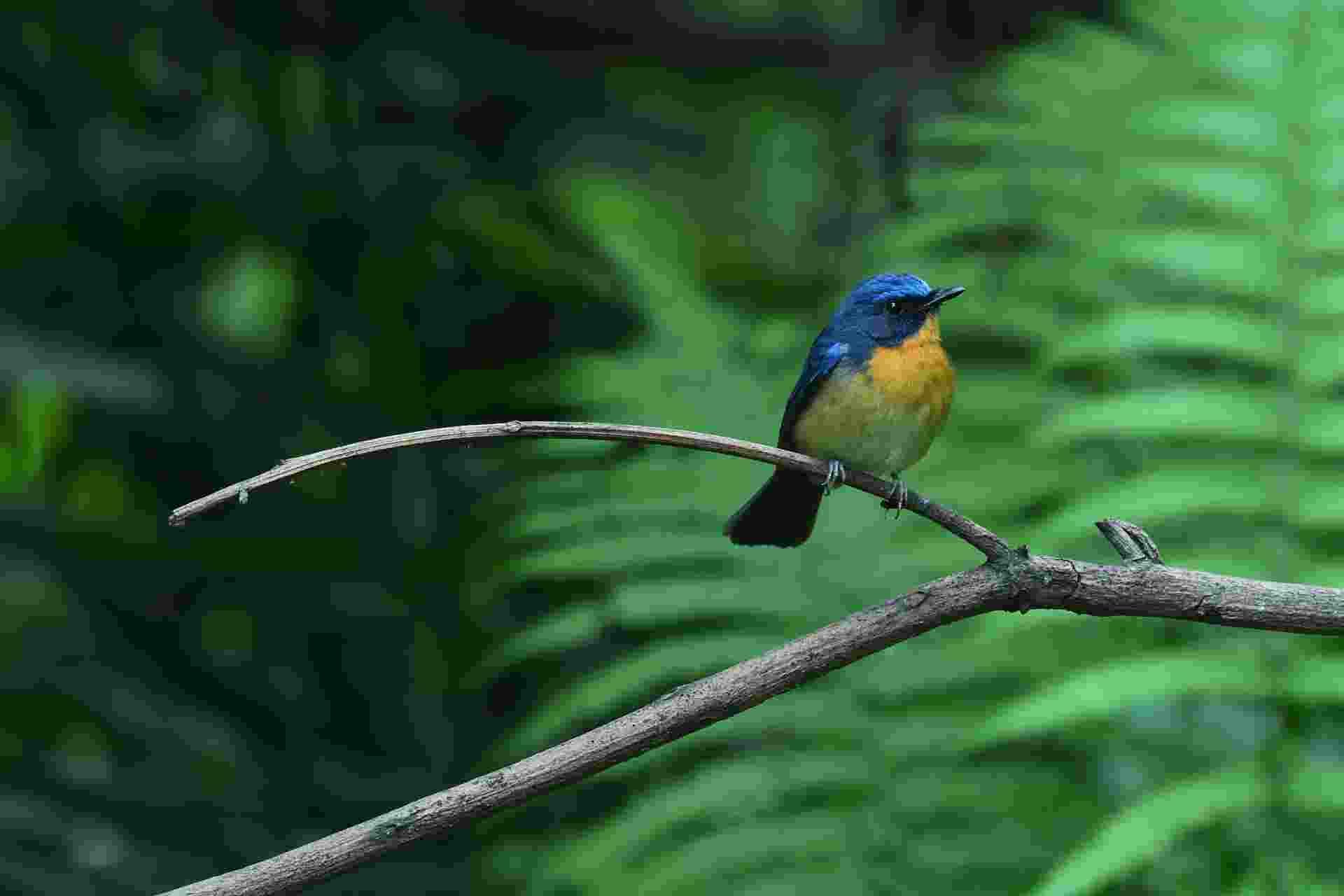 Hill Blue Flycatcher - Male