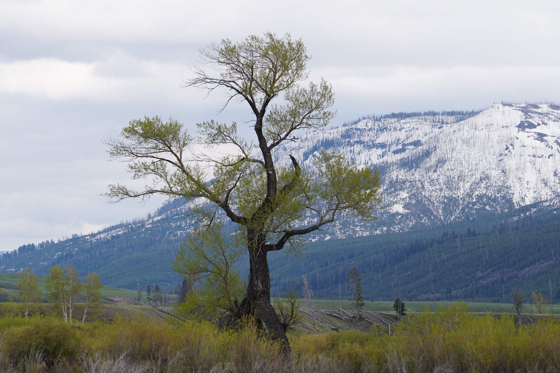 Yellow Stone National Park, US