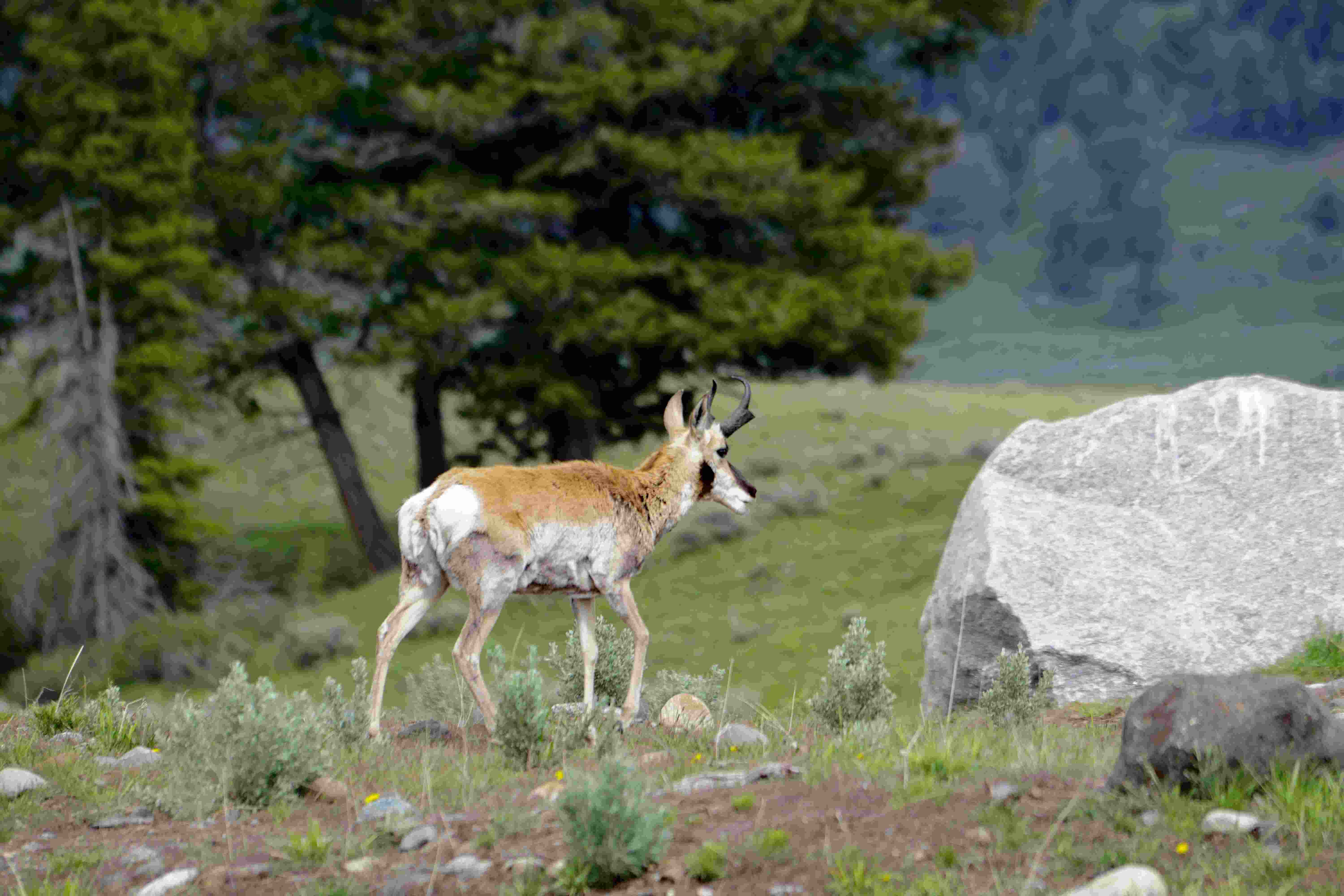 Yellow Stone National Park, US