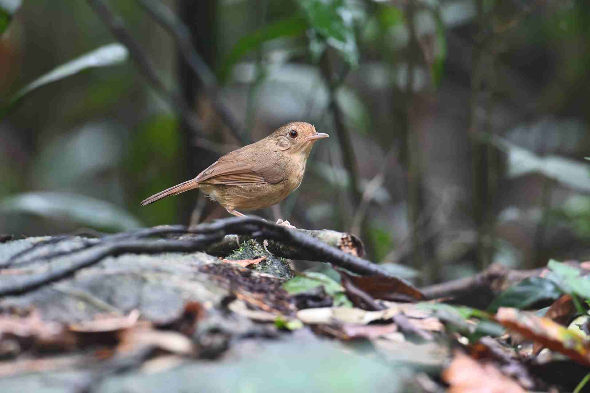 Buff-breasted Babbler - Chuối tiêu đất