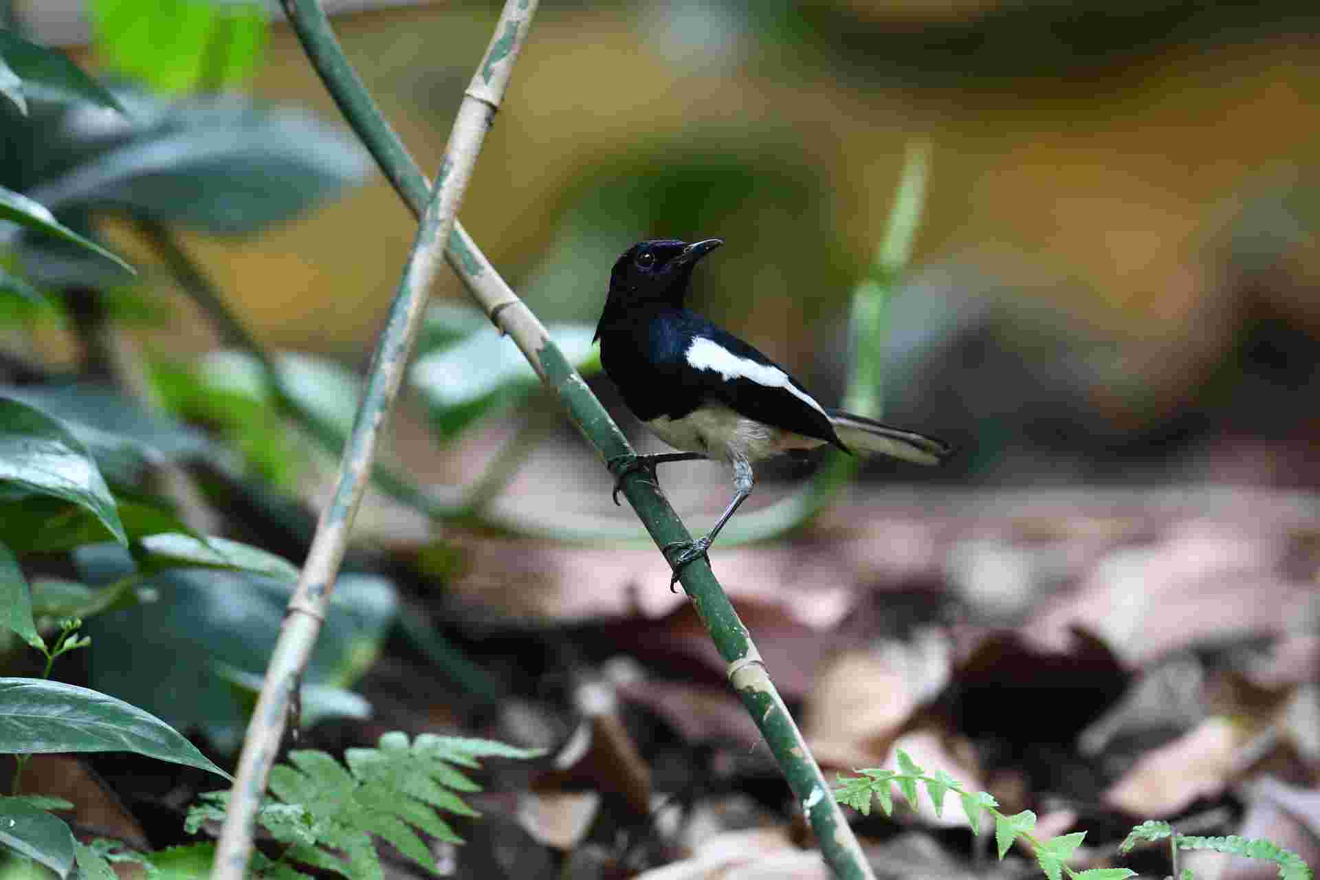 ORIENTAL MAGPIE-ROBIN - Chích choè than