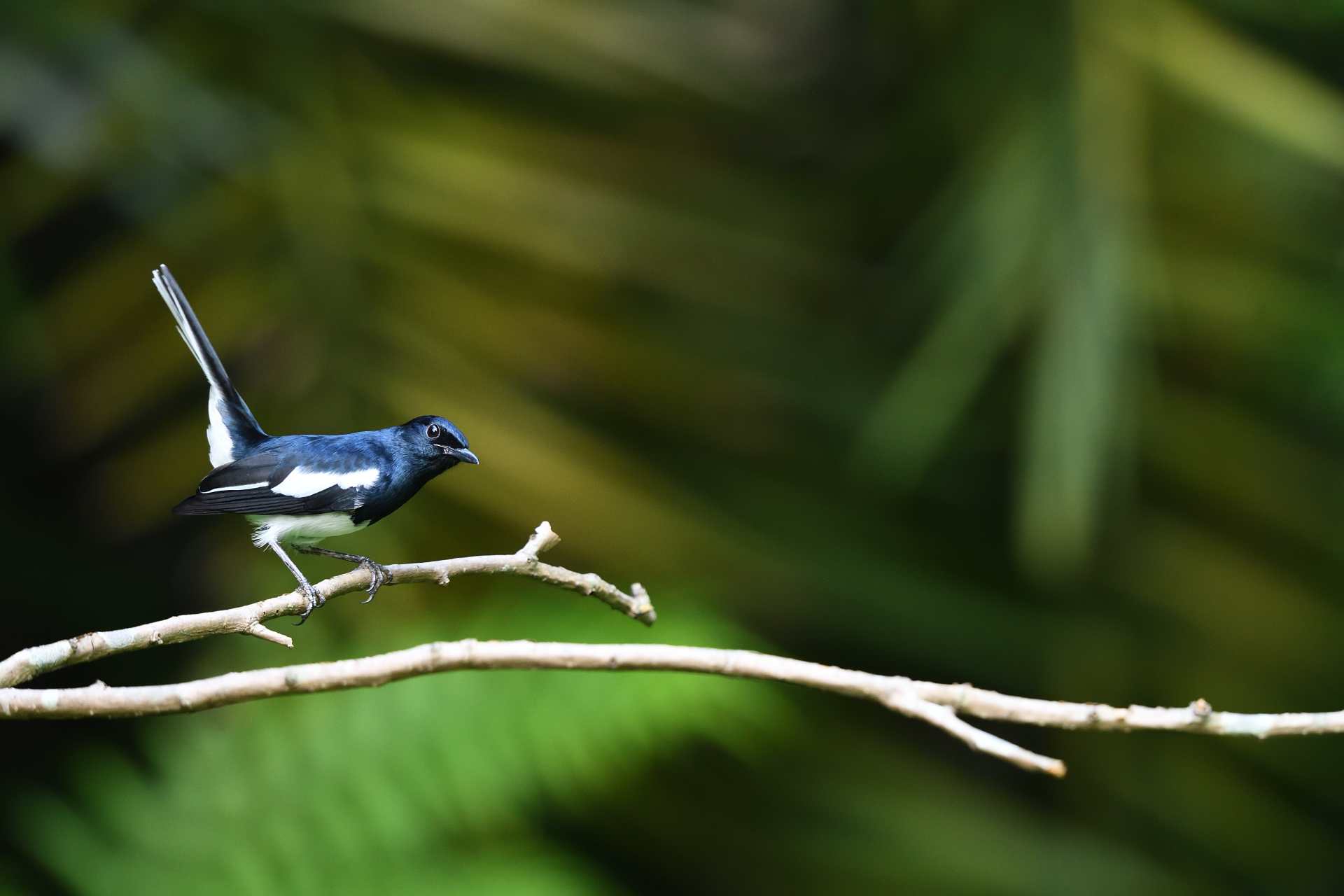 ORIENTAL MAGPIE-ROBIN - Chích choè than