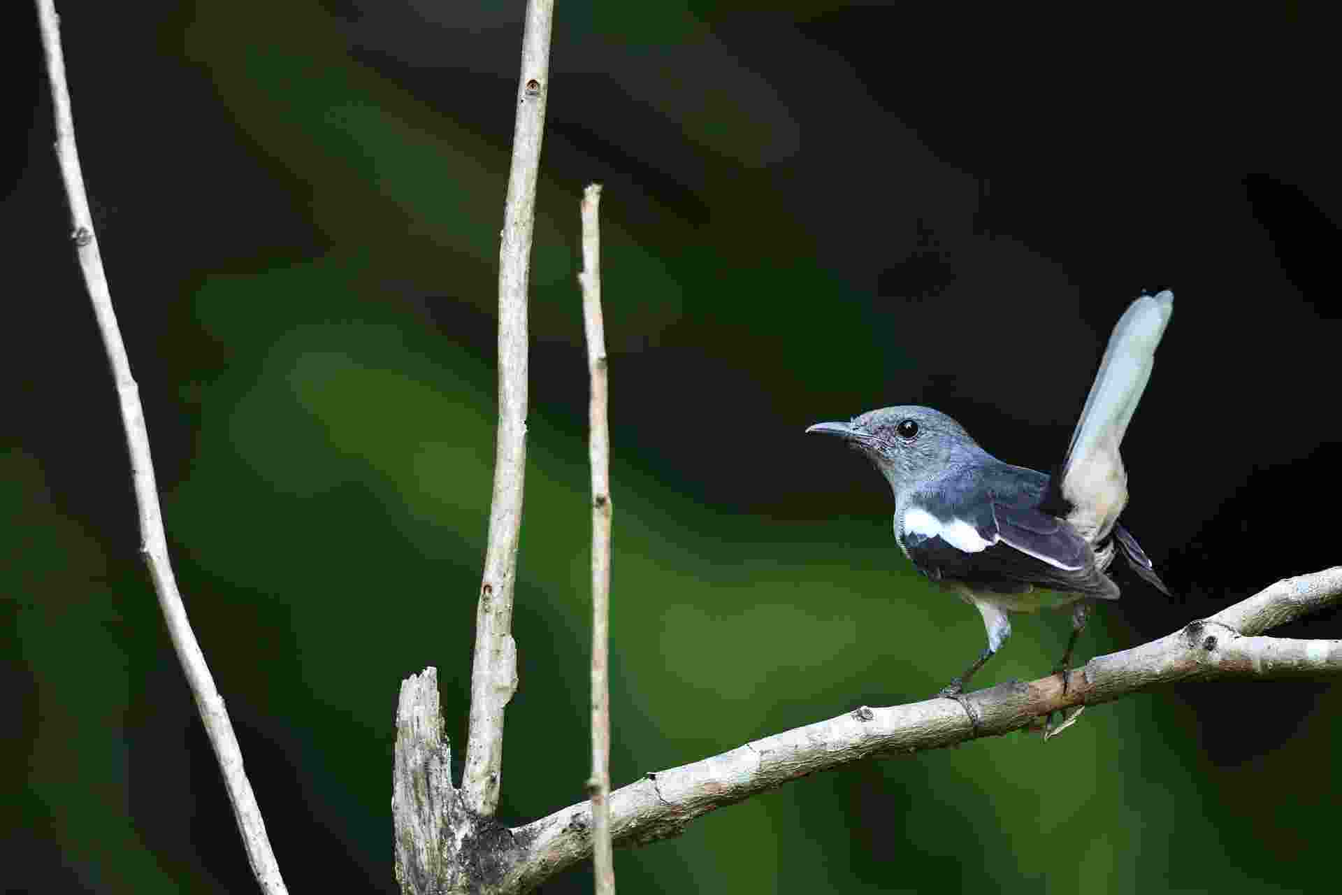 ORIENTAL MAGPIE-ROBIN - Chích choè than