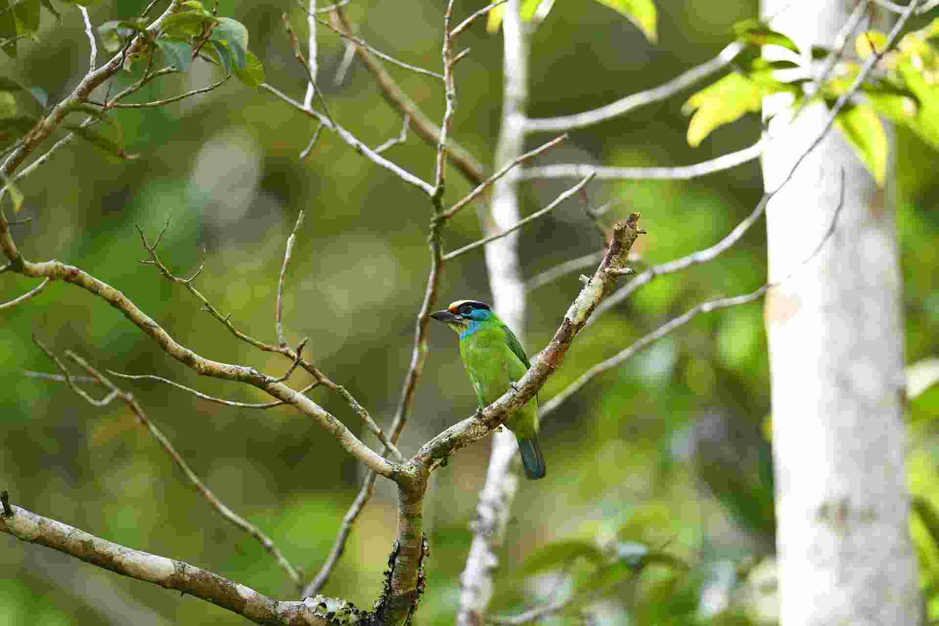 Indochinese Barbet - Cu rốc 