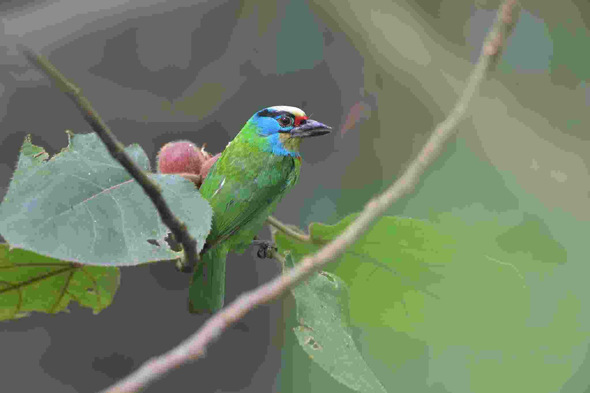 Indochinese Barbet - Cu rốc 