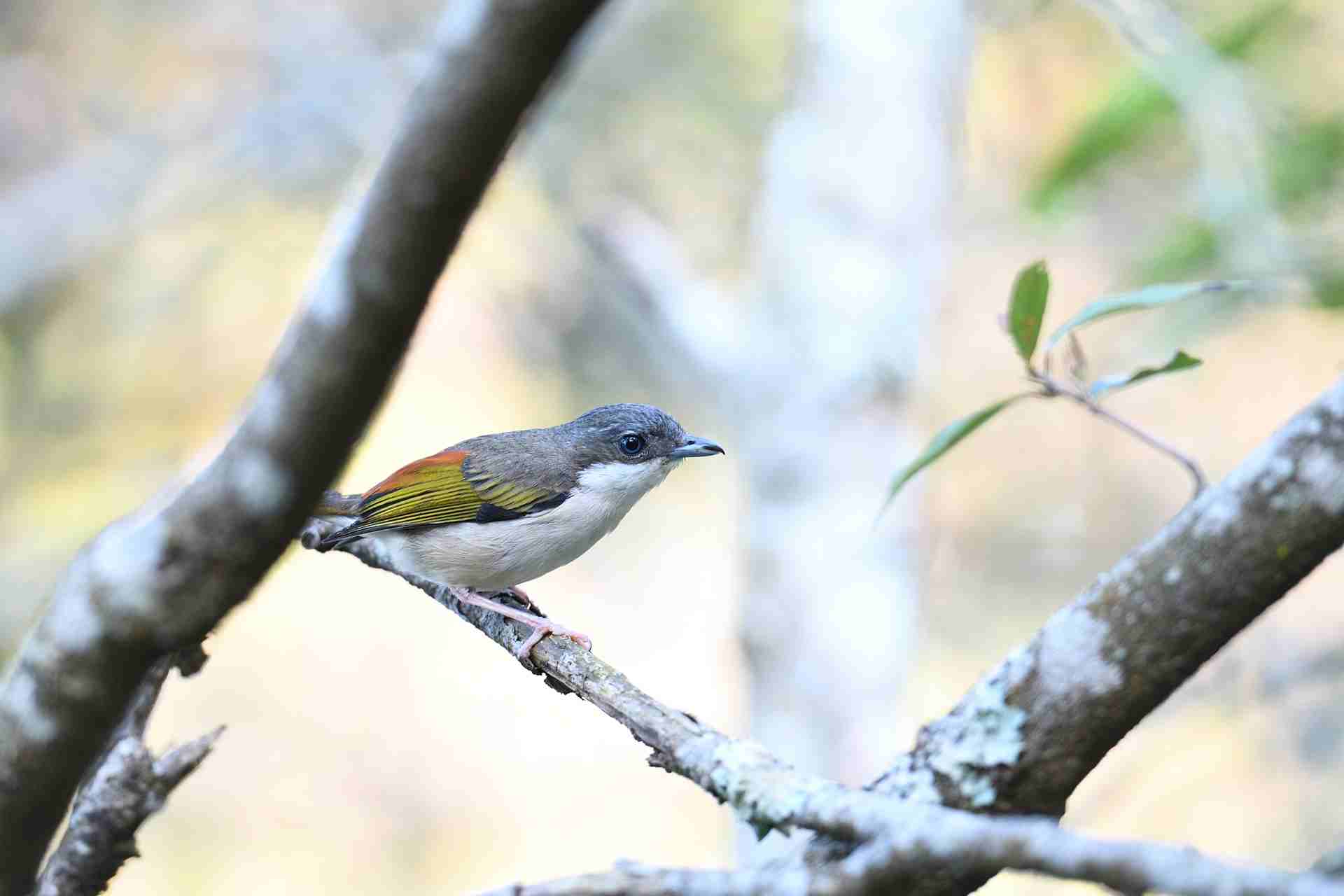 Da Lat Shrike Babbler - Female