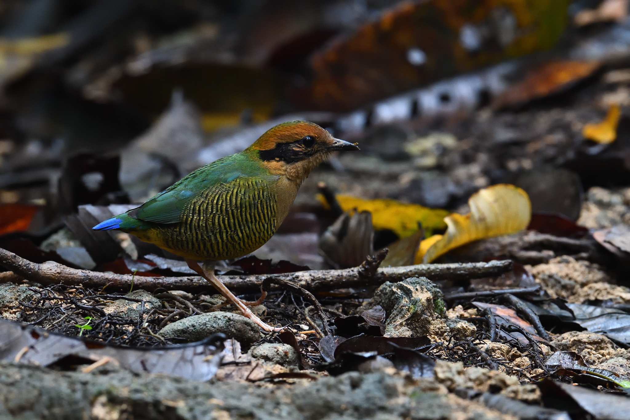 Bar-bellied Pitta - Female