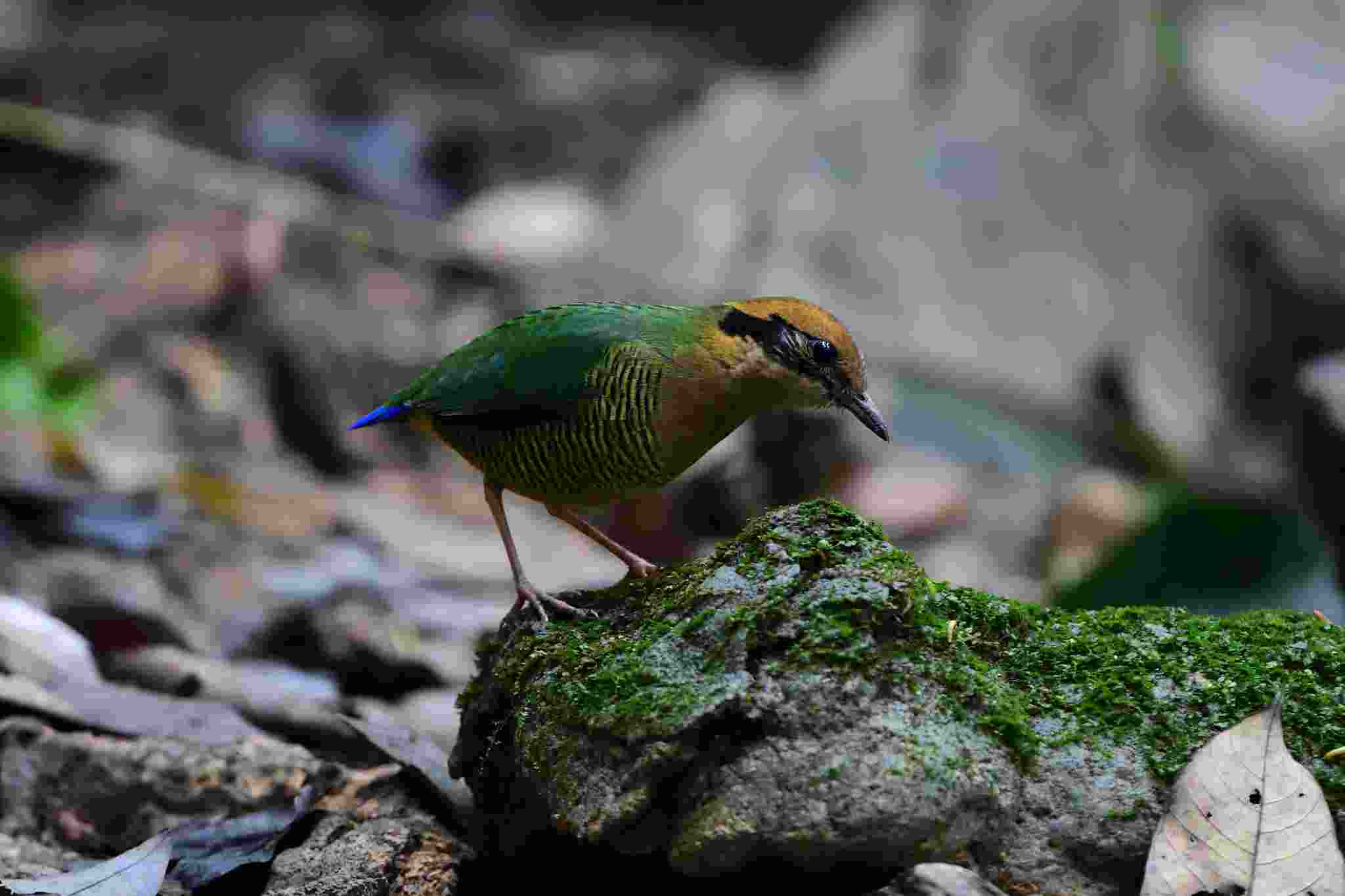 Bar-bellied Pitta - Female