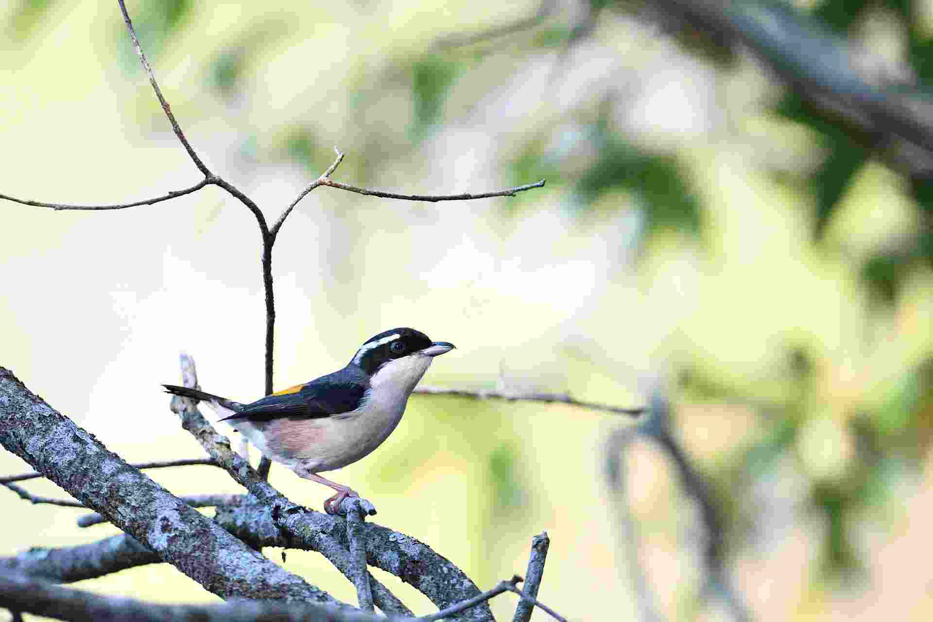 Da Lat Shrike Babbler - Male 