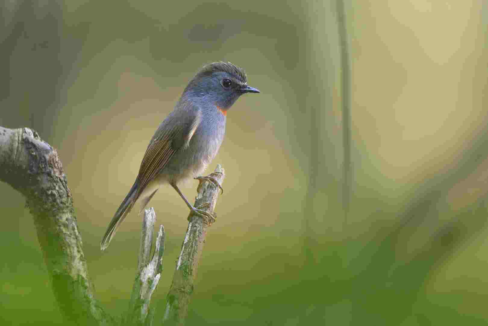 Rufous-gorgeted Flycatcher - Đớp ruồi họng hung