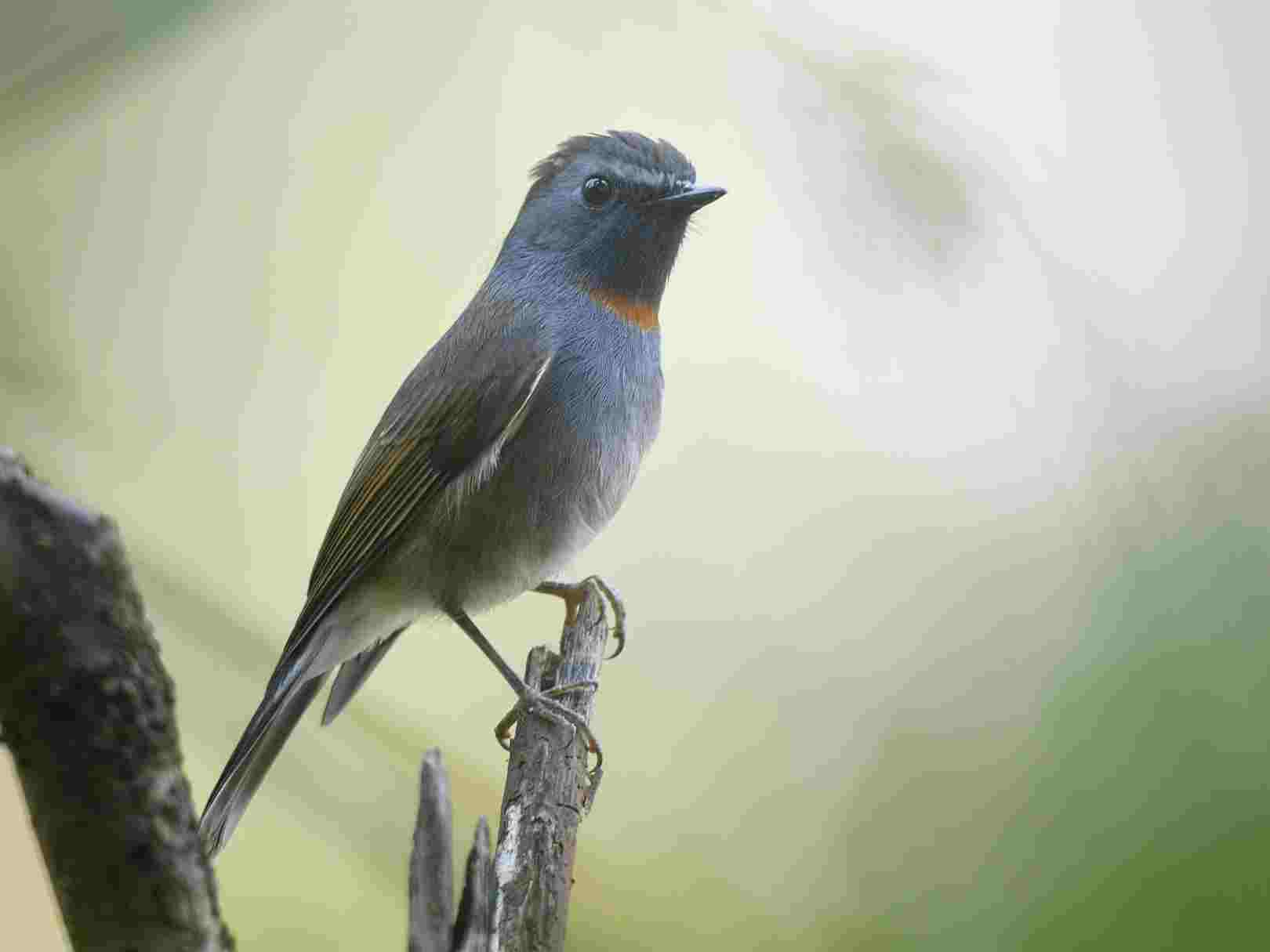 Rufous-gorgeted Flycatcher - Đớp ruồi họng hung