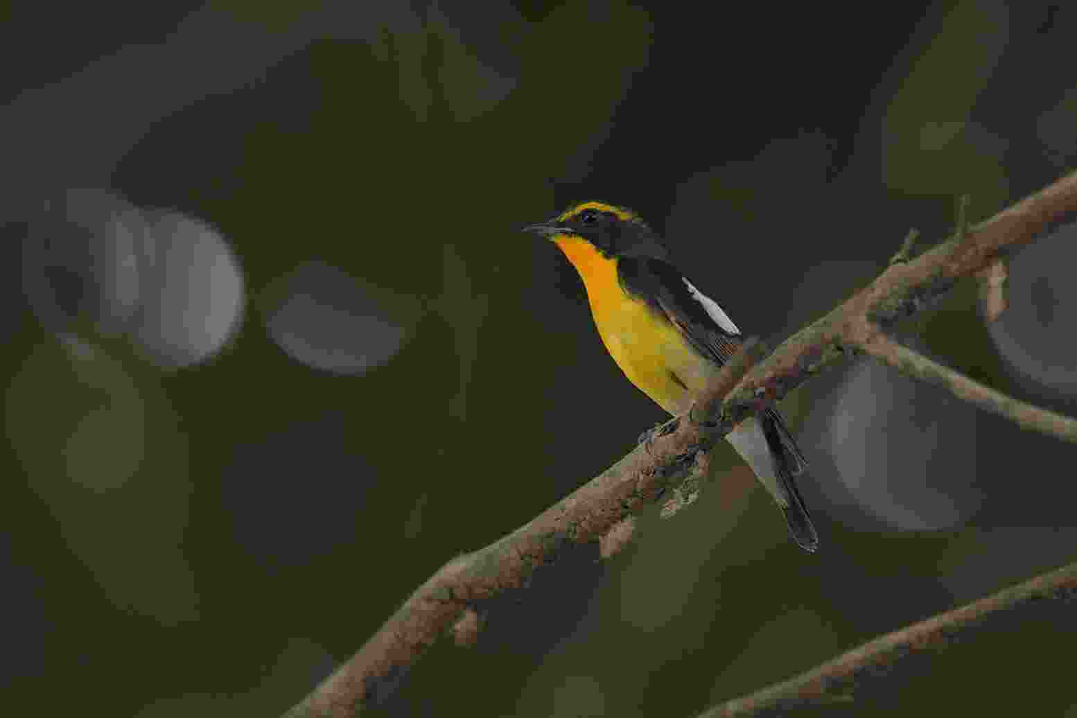 Narcissus Flycatcher - Đớp ruồi lưng vàng 