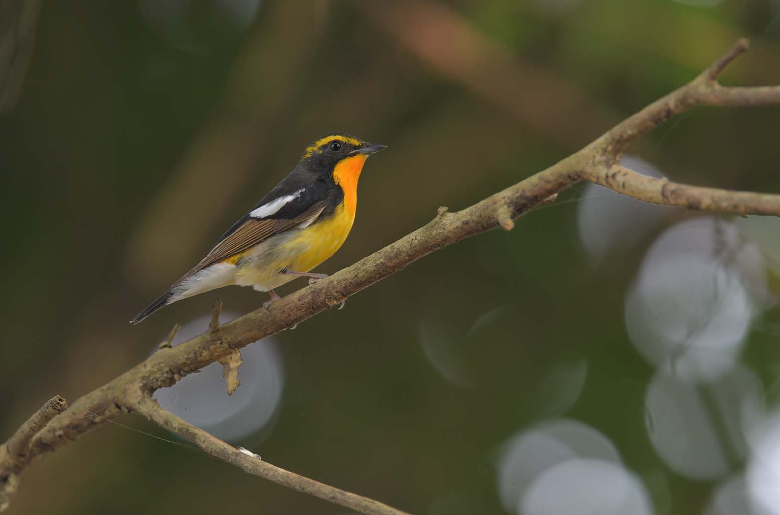 Narcissus Flycatcher - Đớp ruồi lưng vàng 