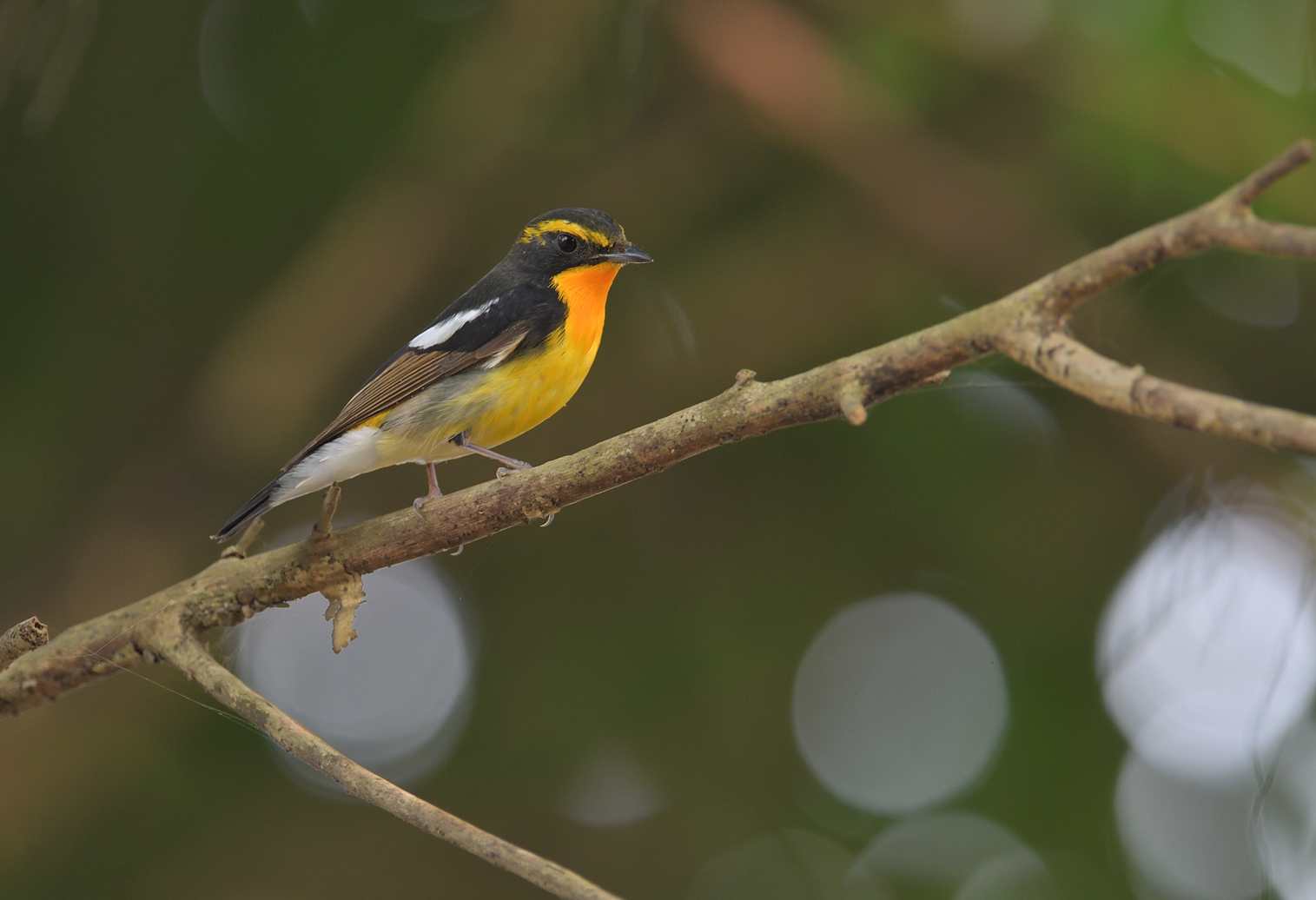 Narcissus Flycatcher - Đớp ruồi lưng vàng 