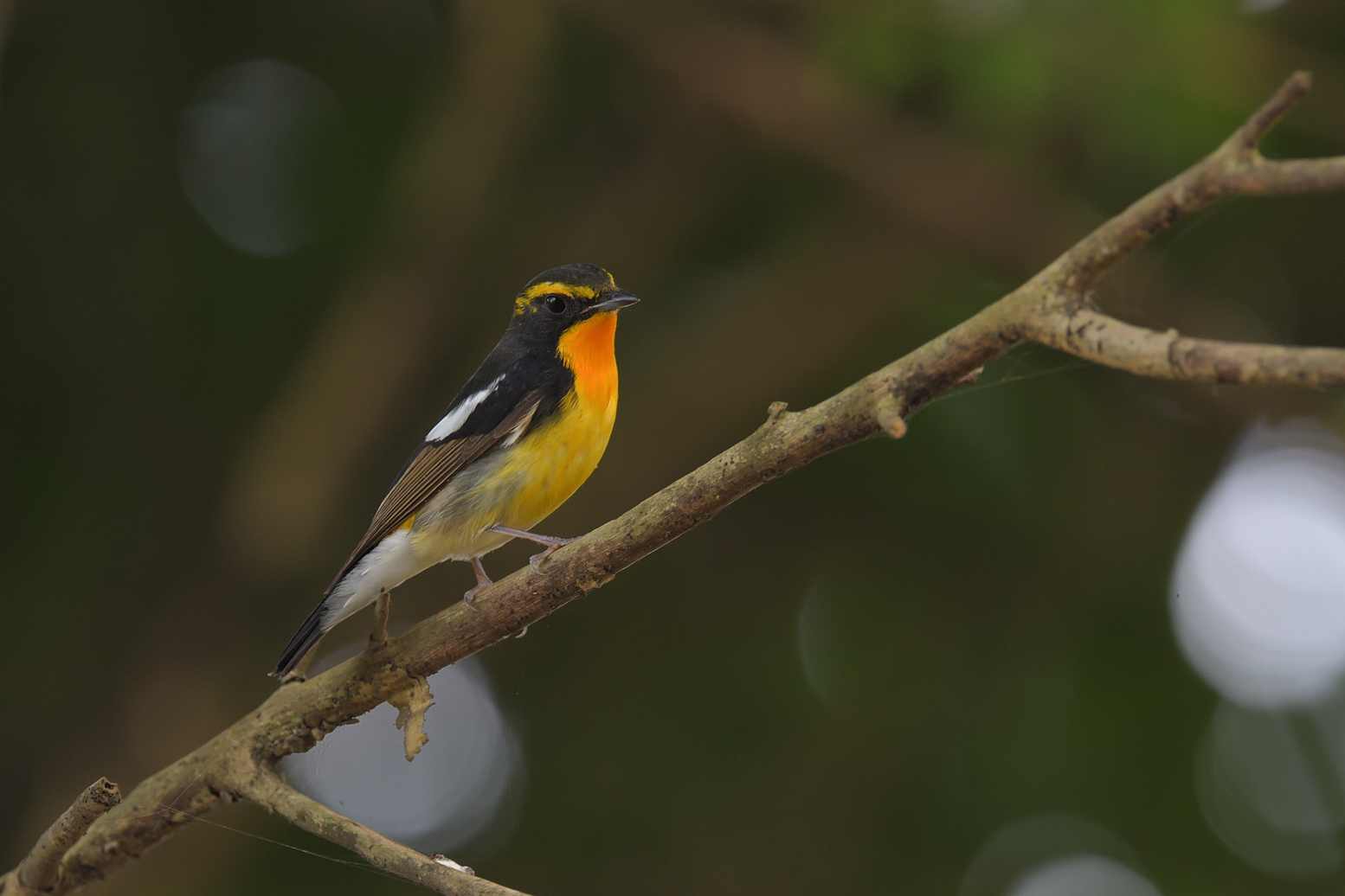 Narcissus Flycatcher - Đớp ruồi lưng vàng 