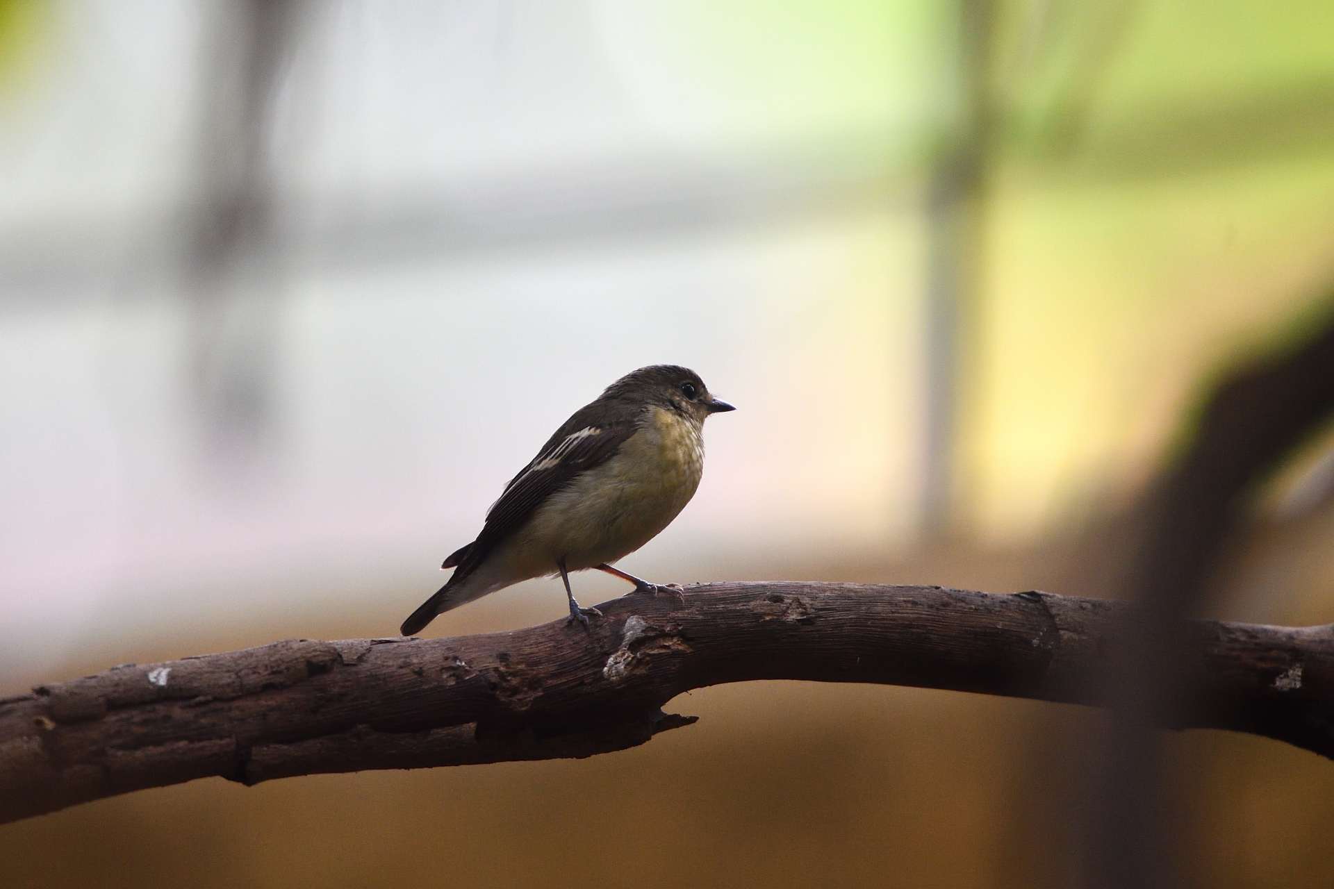 Green-backed Flycatcher