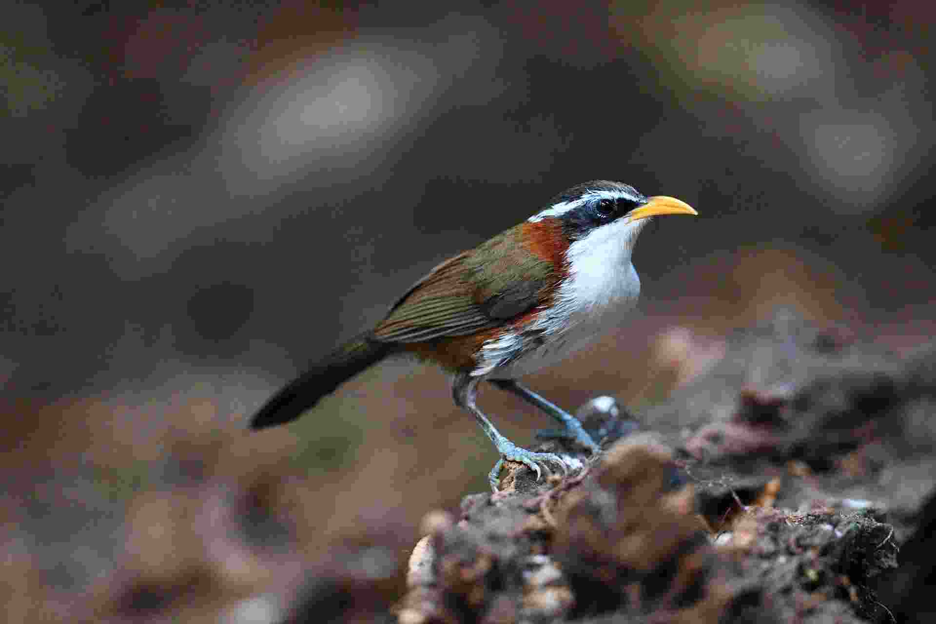 White-browed Scimitar Babbler - Hoạ mi đất mày trắng