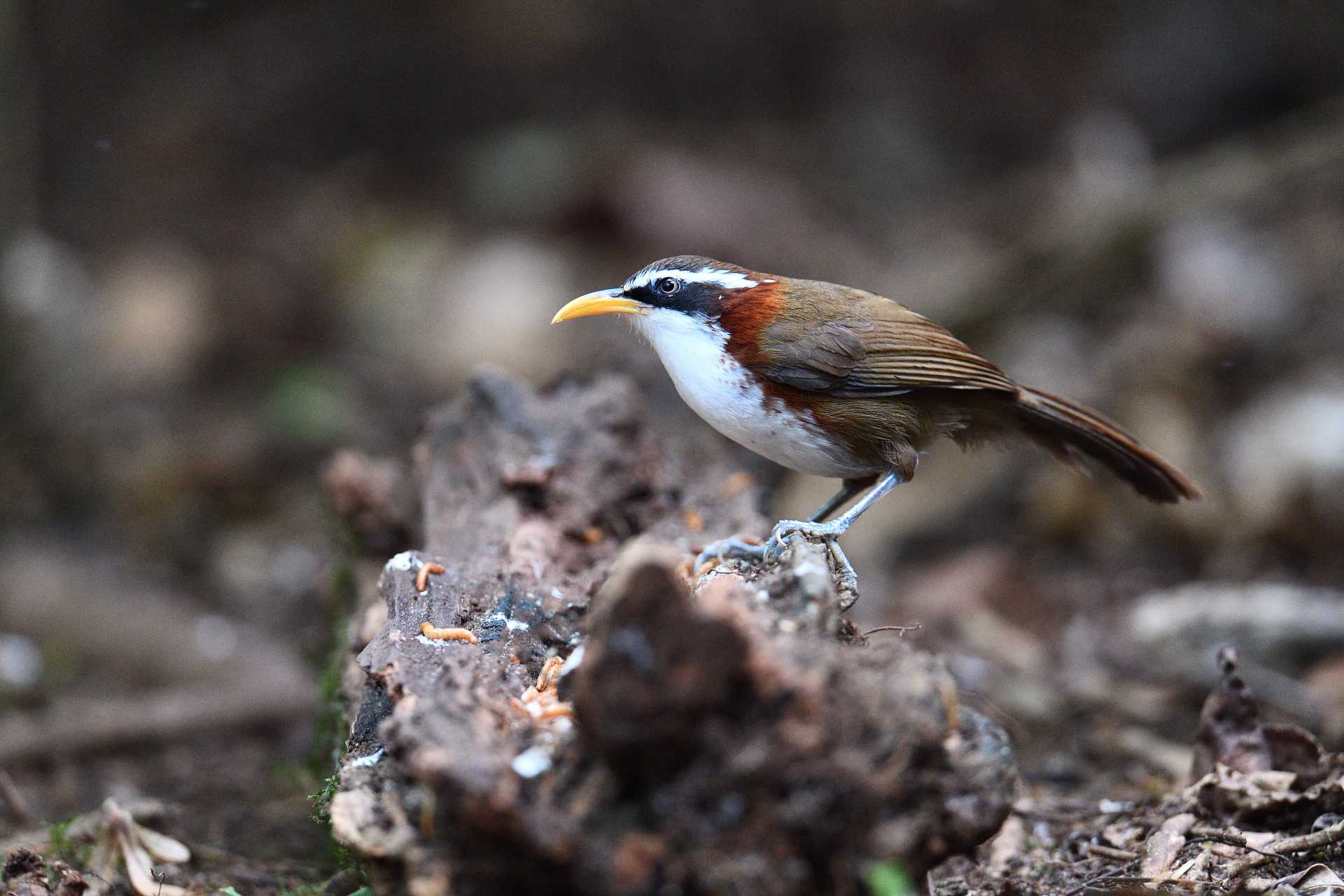 White-browed Scimitar Babbler - Hoạ mi đất mày trắng