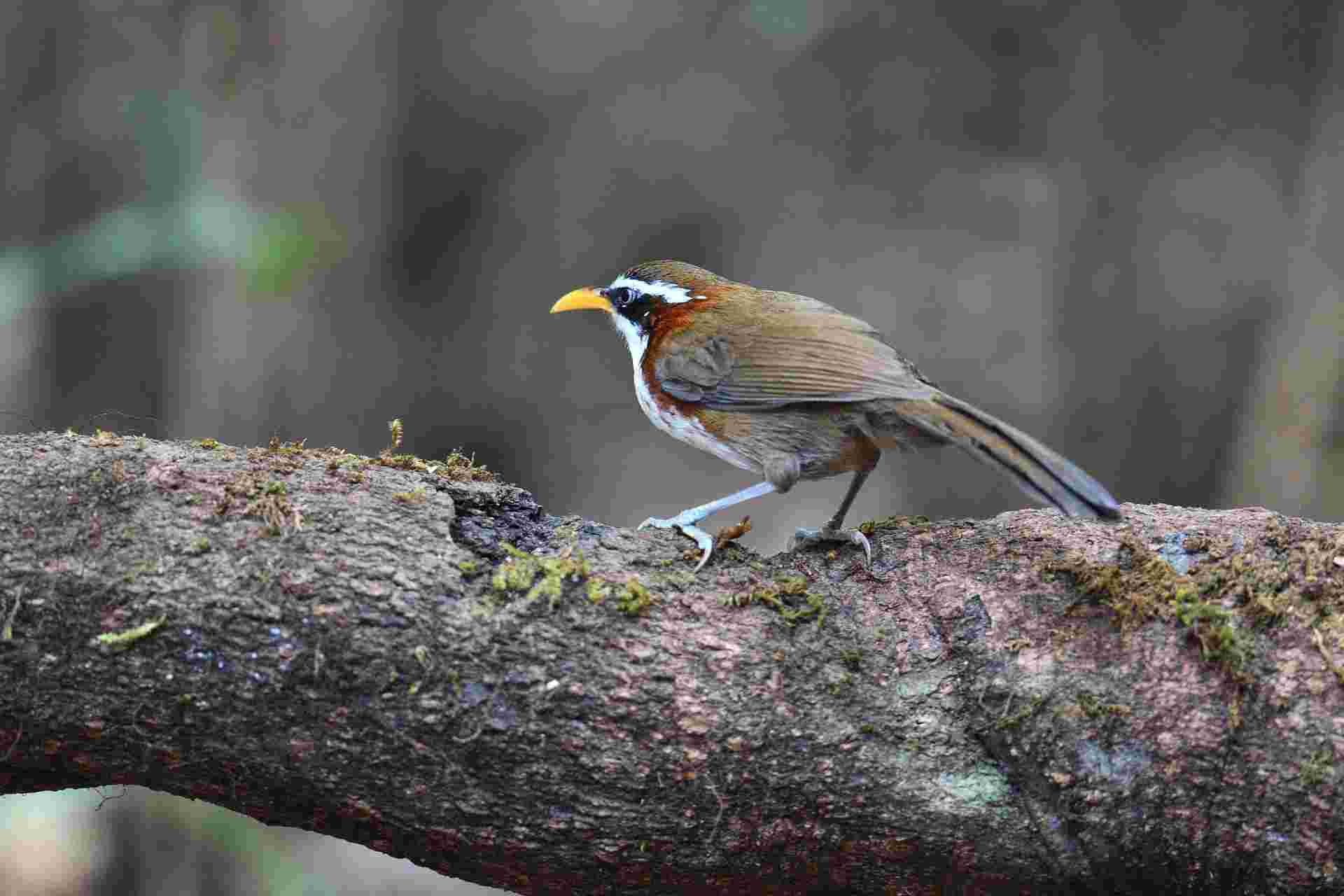 White-browed Scimitar Babbler - Hoạ mi đất mày trắng