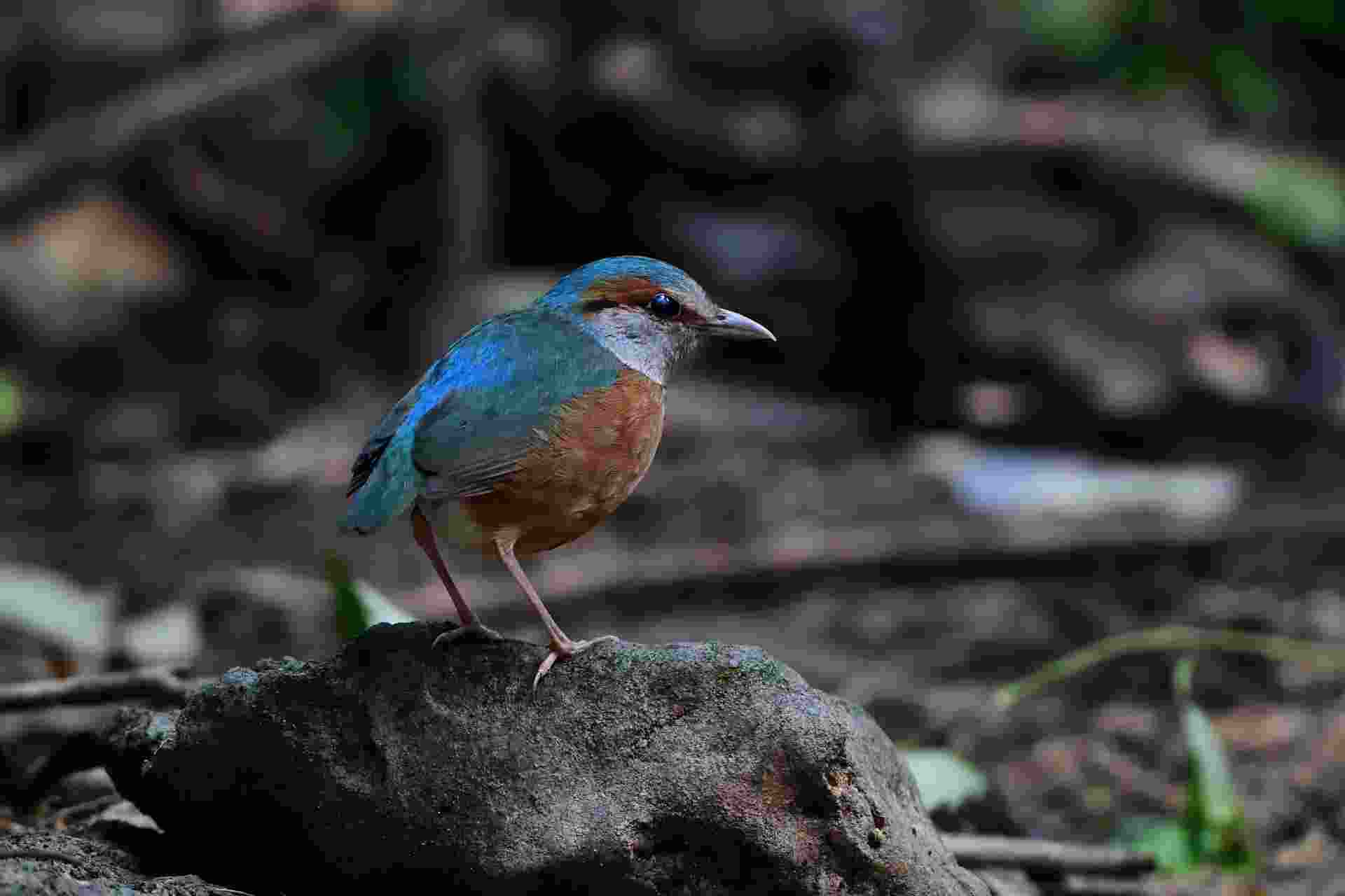 Blue-rumped Pitta - Male