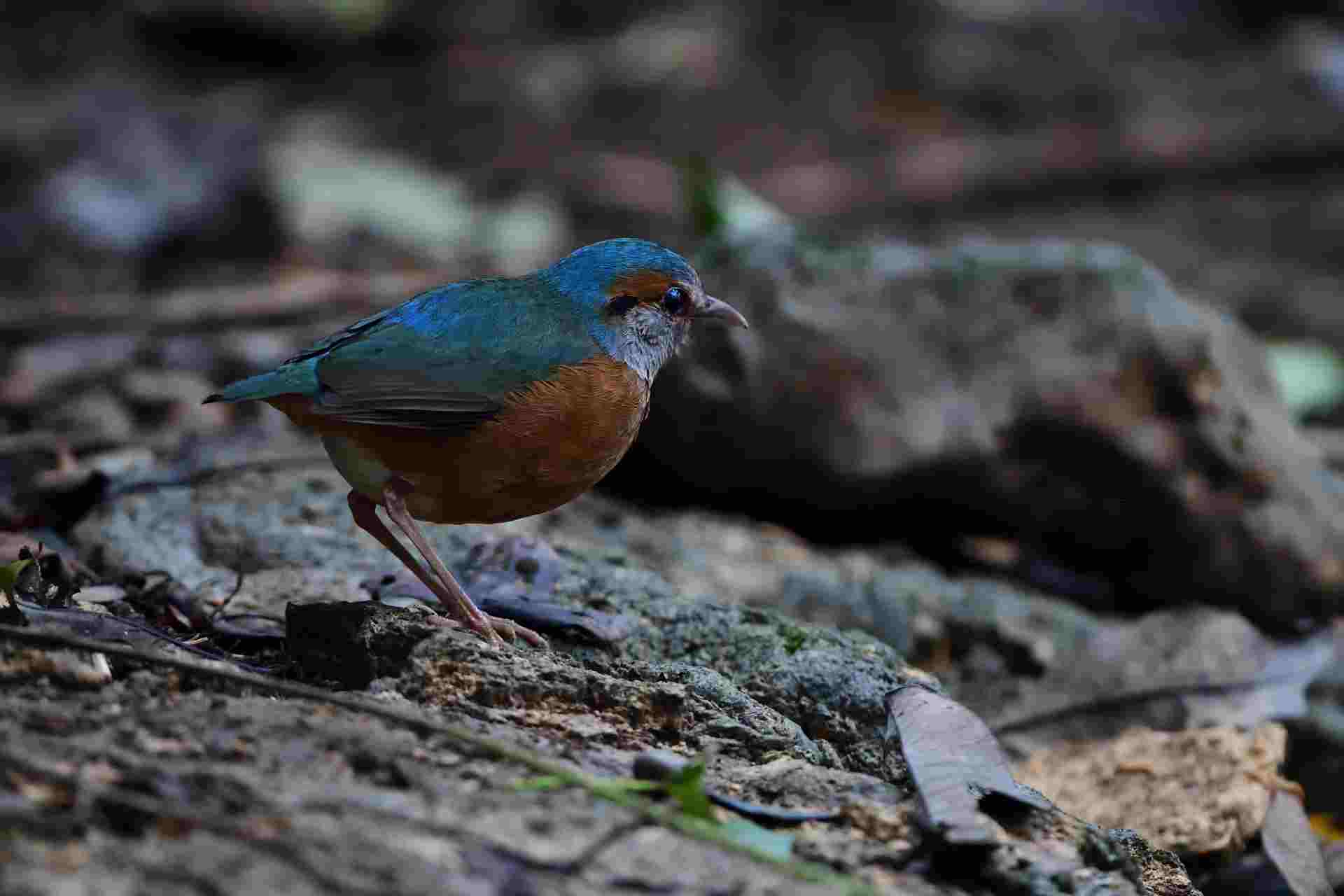 Blue-rumped Pitta - Male