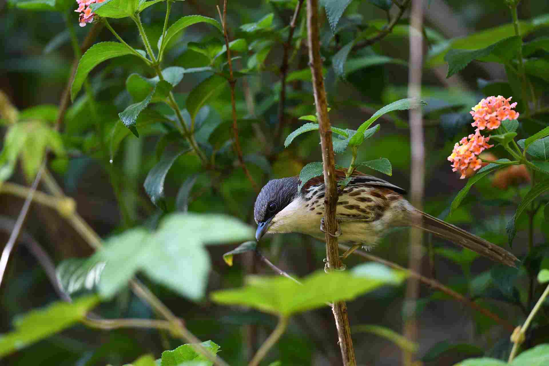 Grey-crowned Crocias - Mi Langbiang 