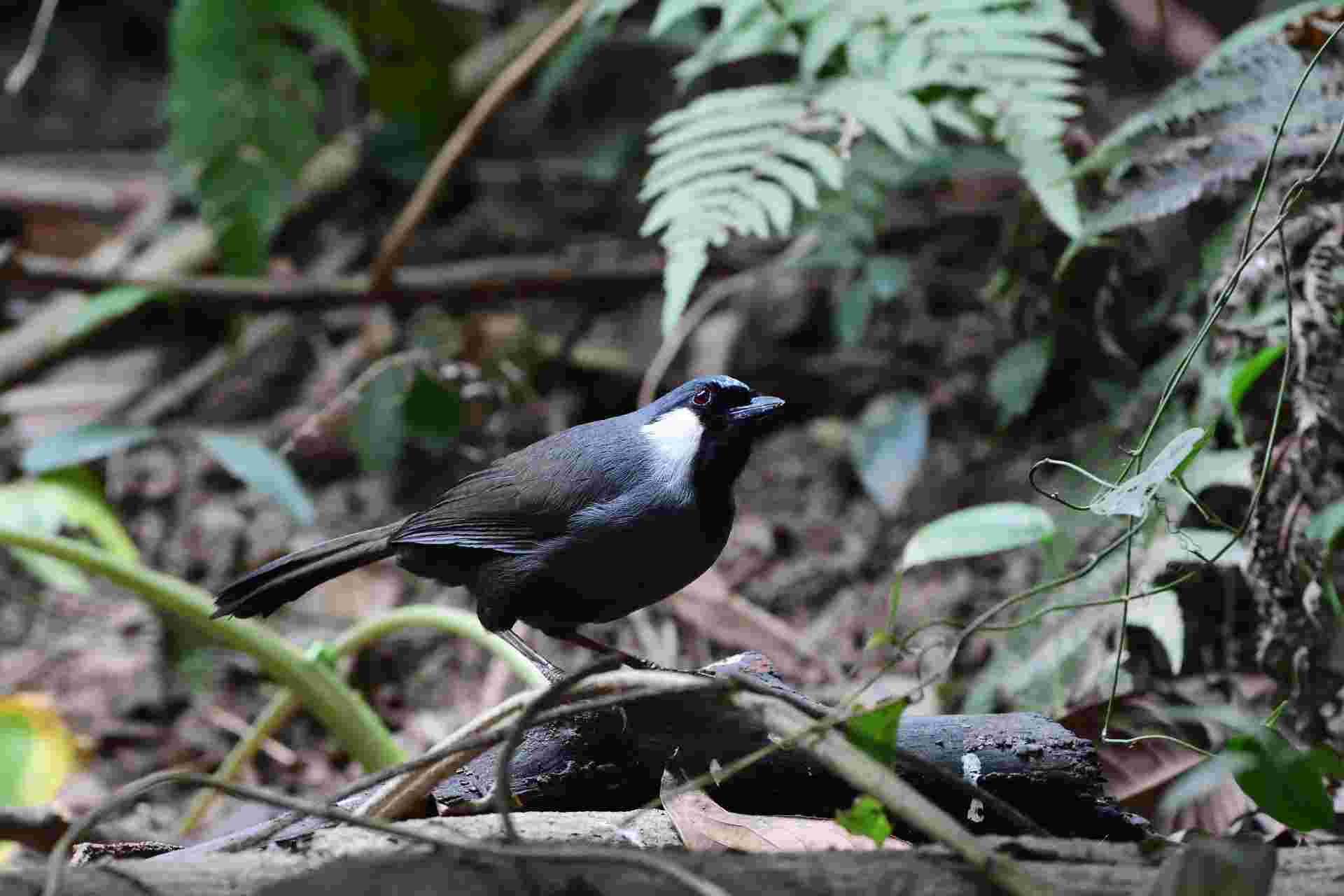 Black-throated Laughing Thrush - Khướu bạc má