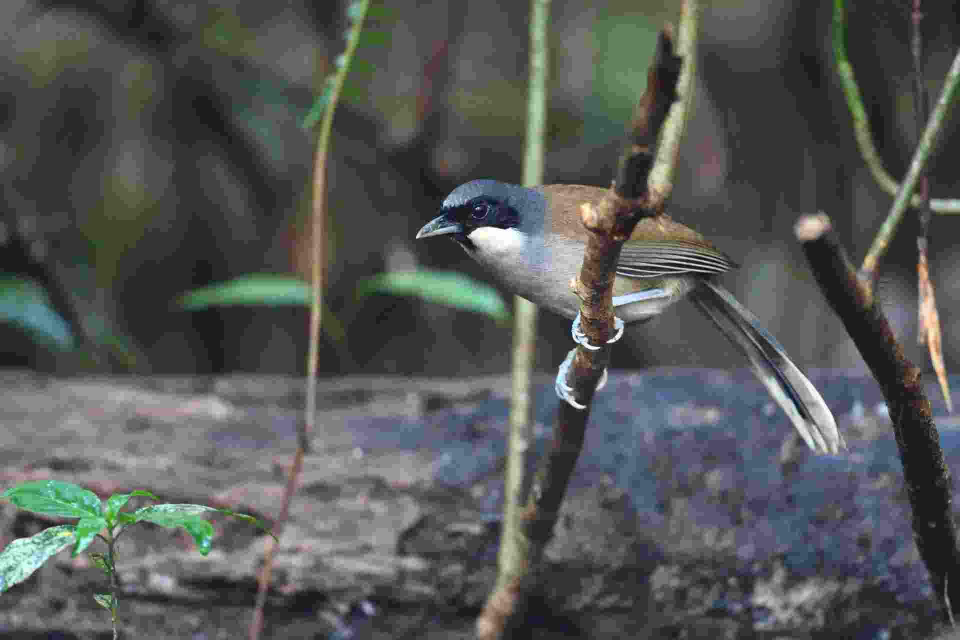 Black-throated Laughing Thrush - Khướu bạc má