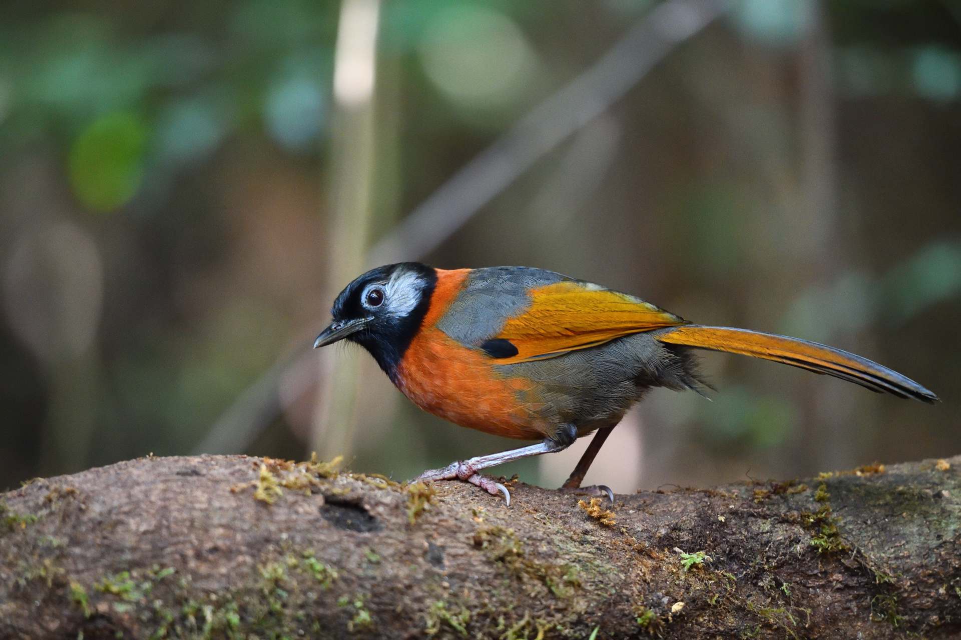 Collared laughingthrush - Khướu đầu đen má xám