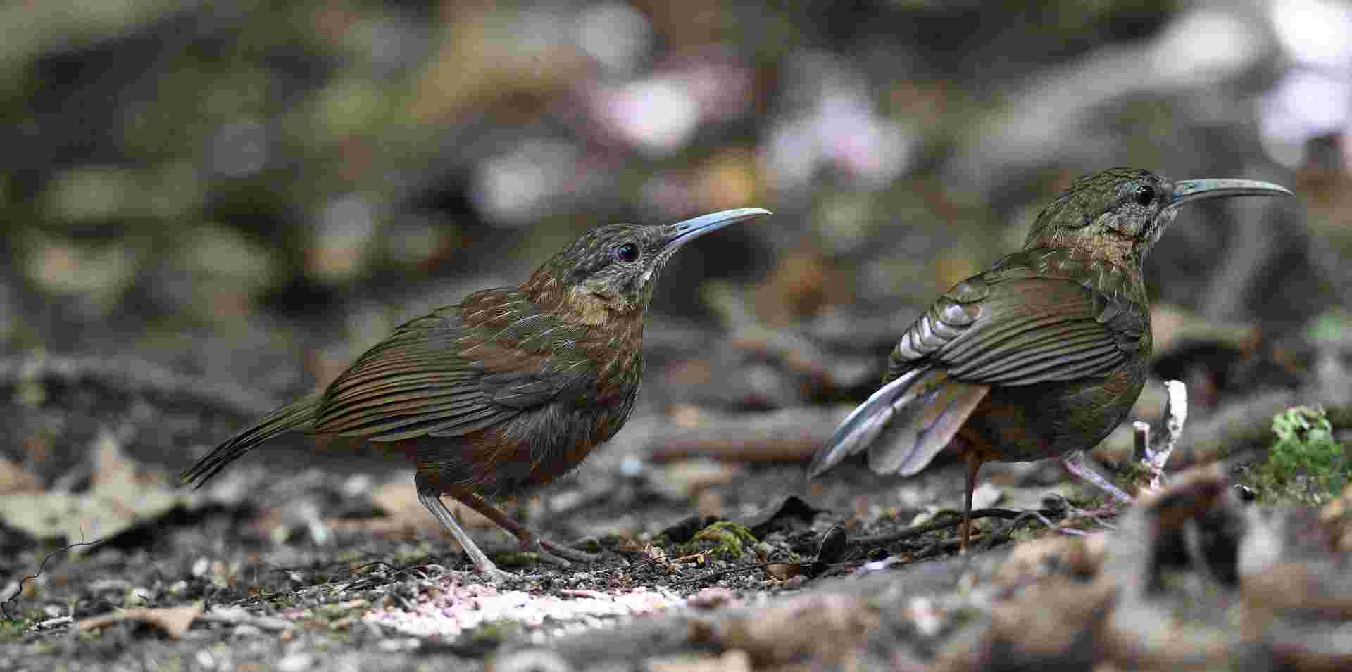 Indochinese Wren Babbler - Khướu mỏ dài