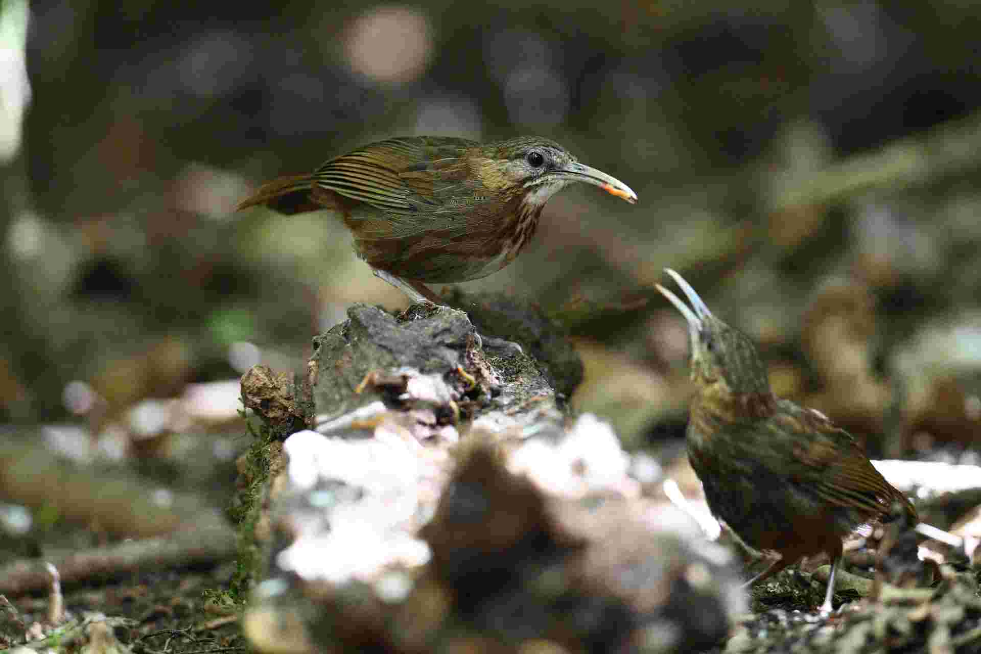 Indochinese Wren Babbler - Khướu mỏ dài