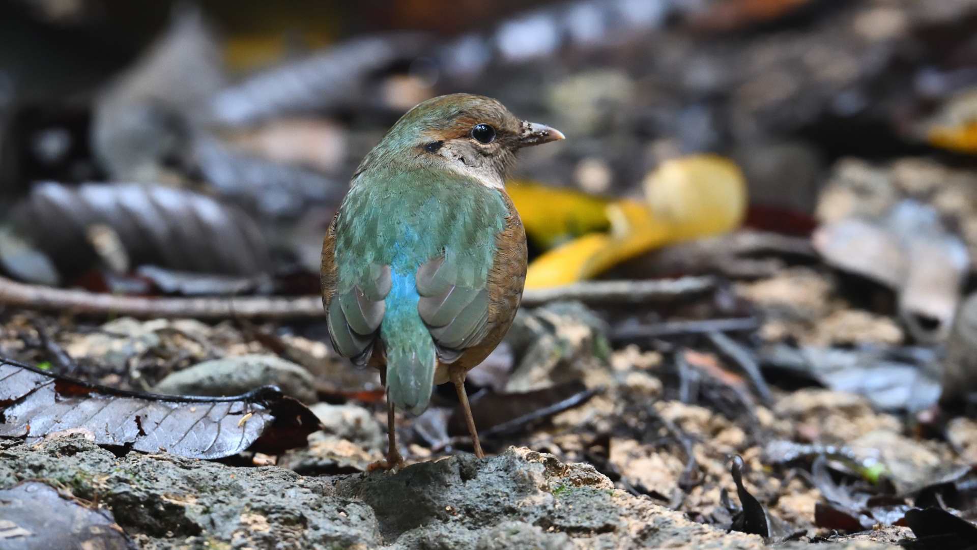 Blue-rumped Pitta - Female