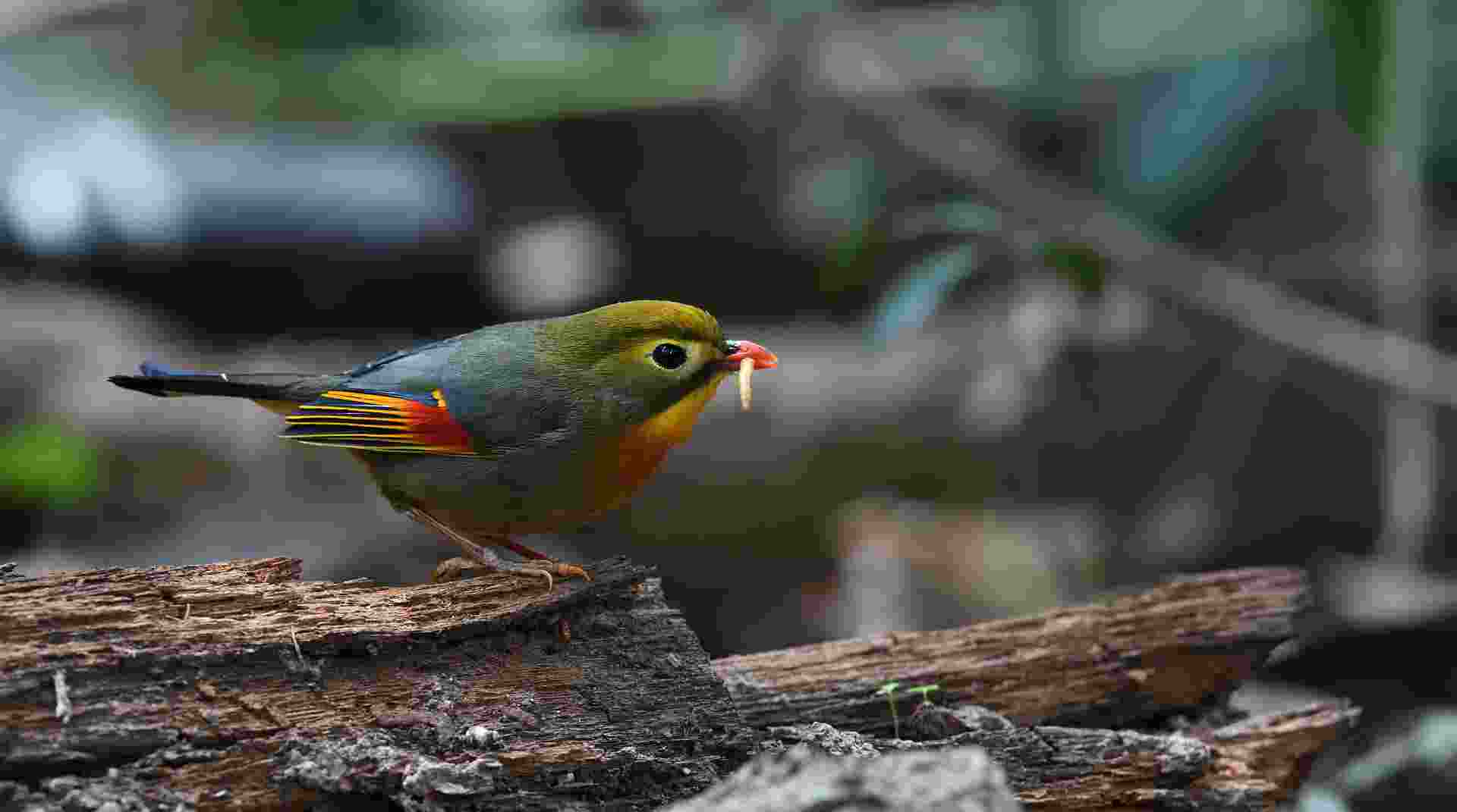 Red-billed leiothrix - Kim Oanh mỏ đỏ