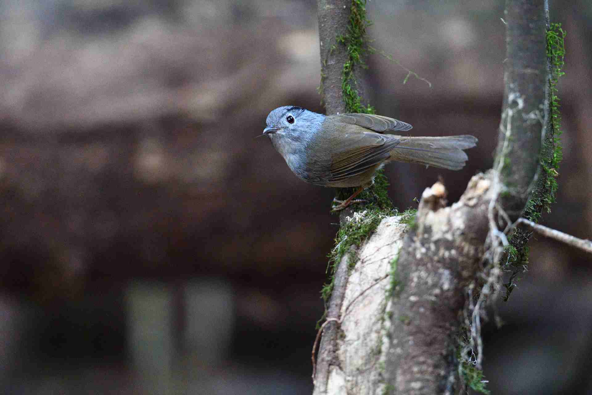 Mountain Fulvetta - Lách tách vành mắt