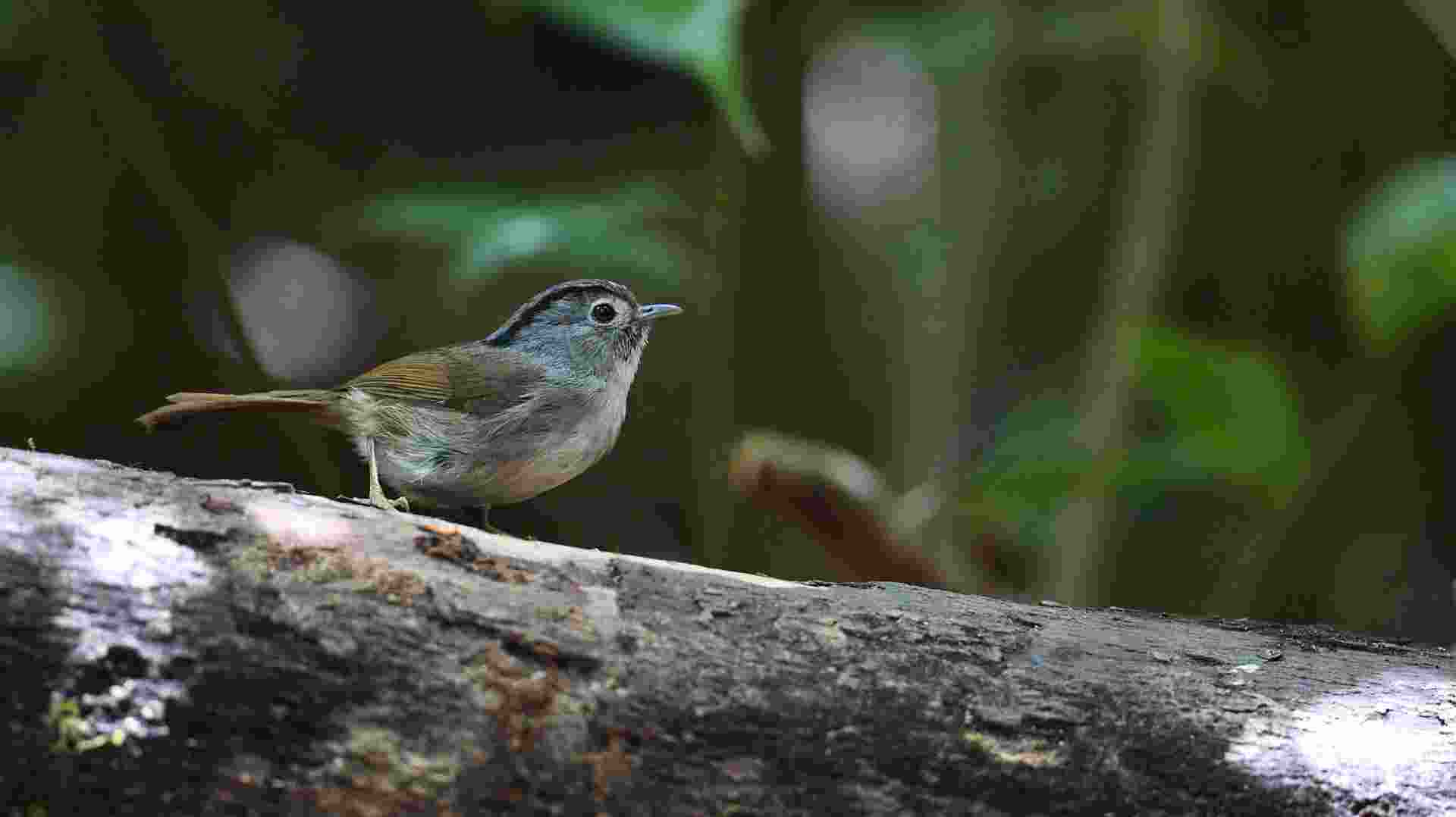 Mountain Fulvetta - Lách tách vành mắt