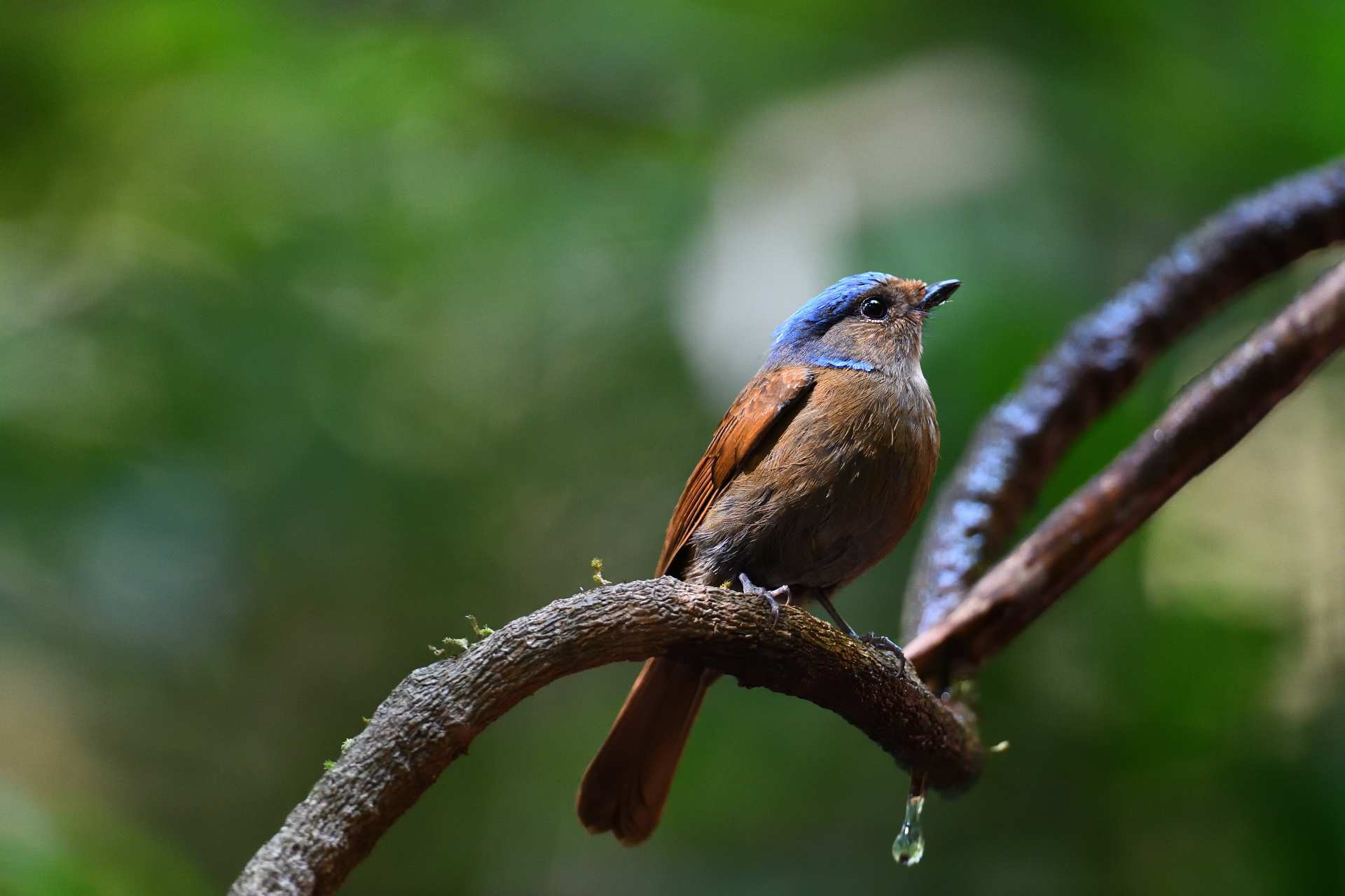 Large Niltava - Female