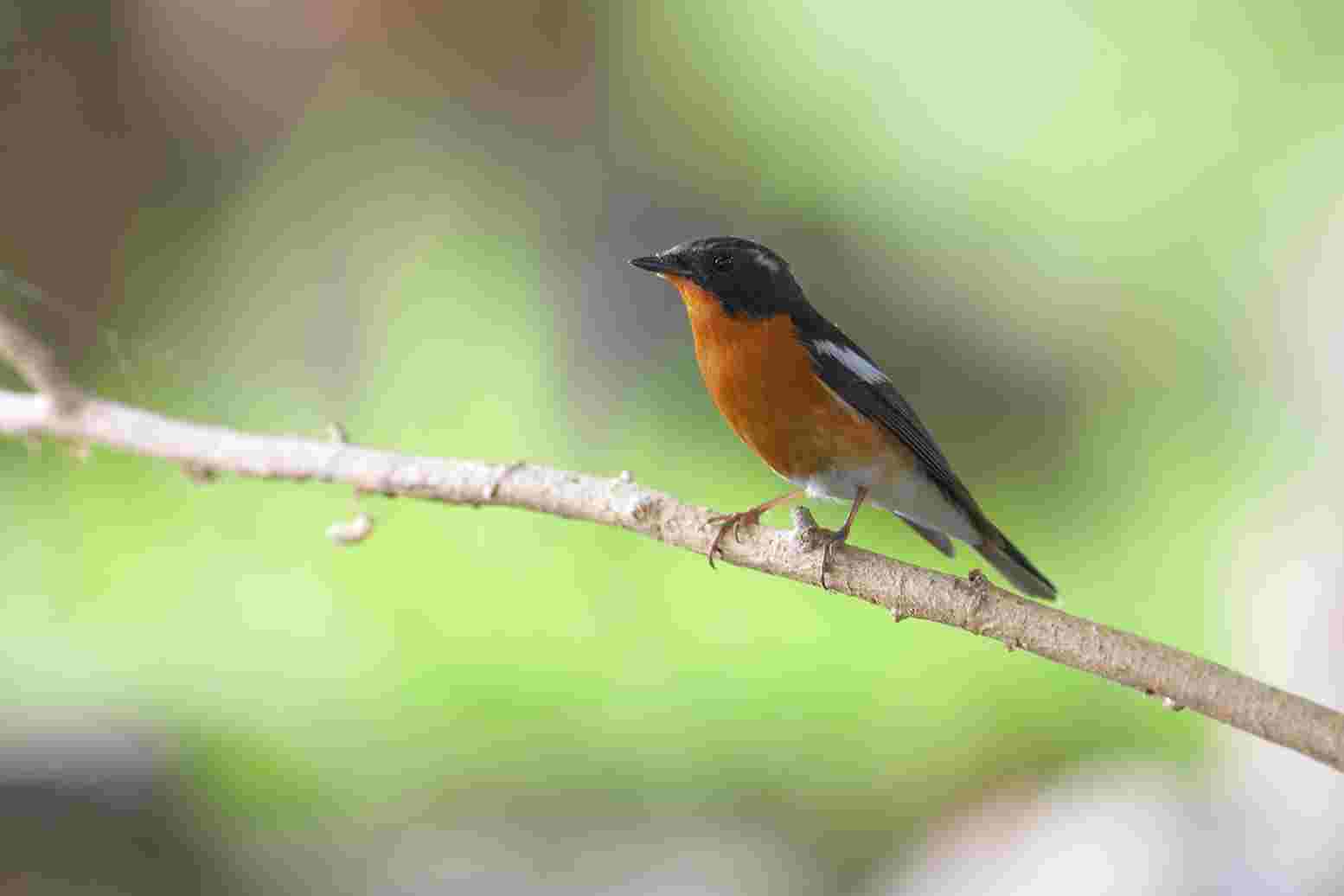 Mugimaki Flycatcher