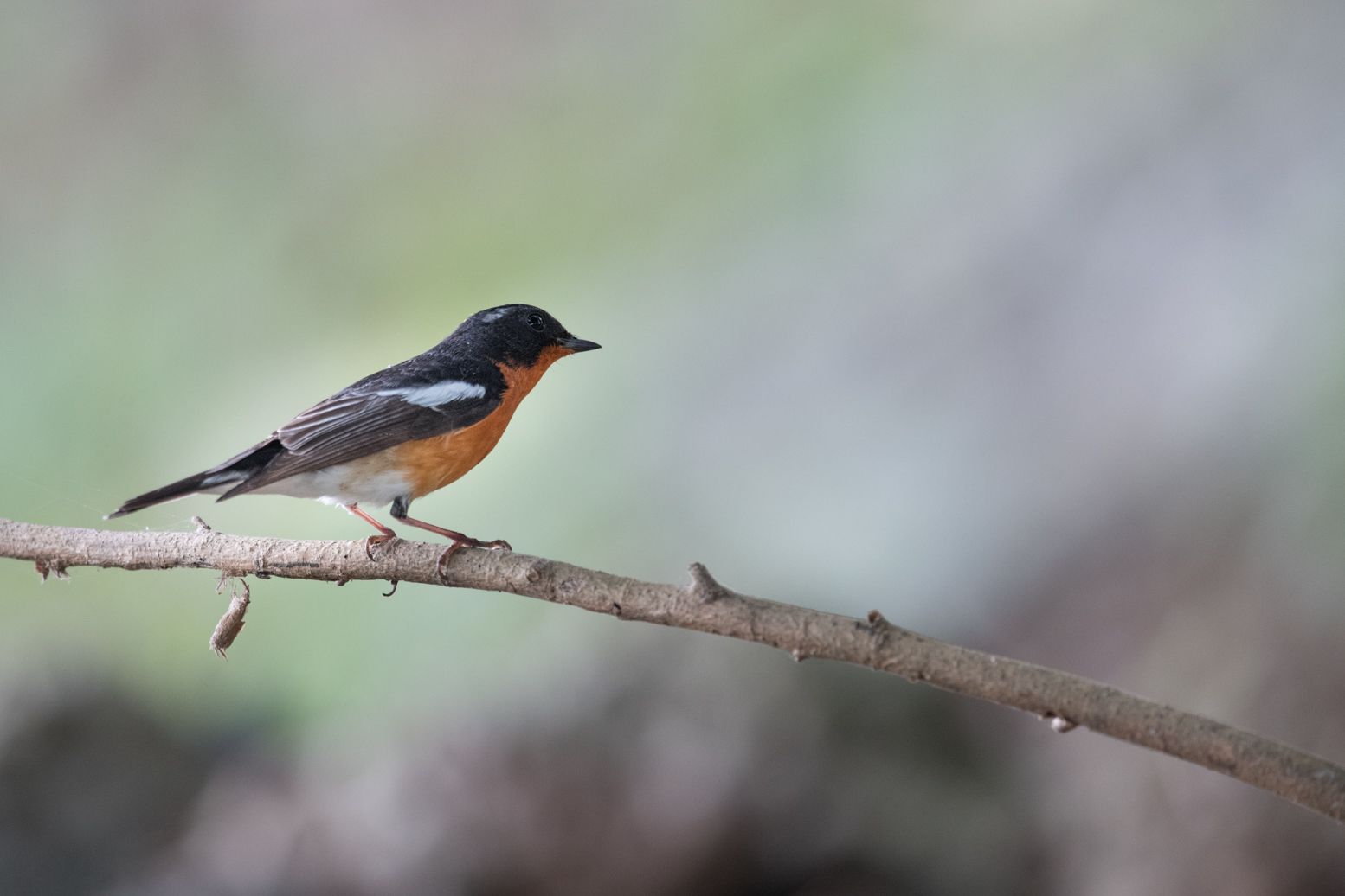 Mugimaki Flycatcher