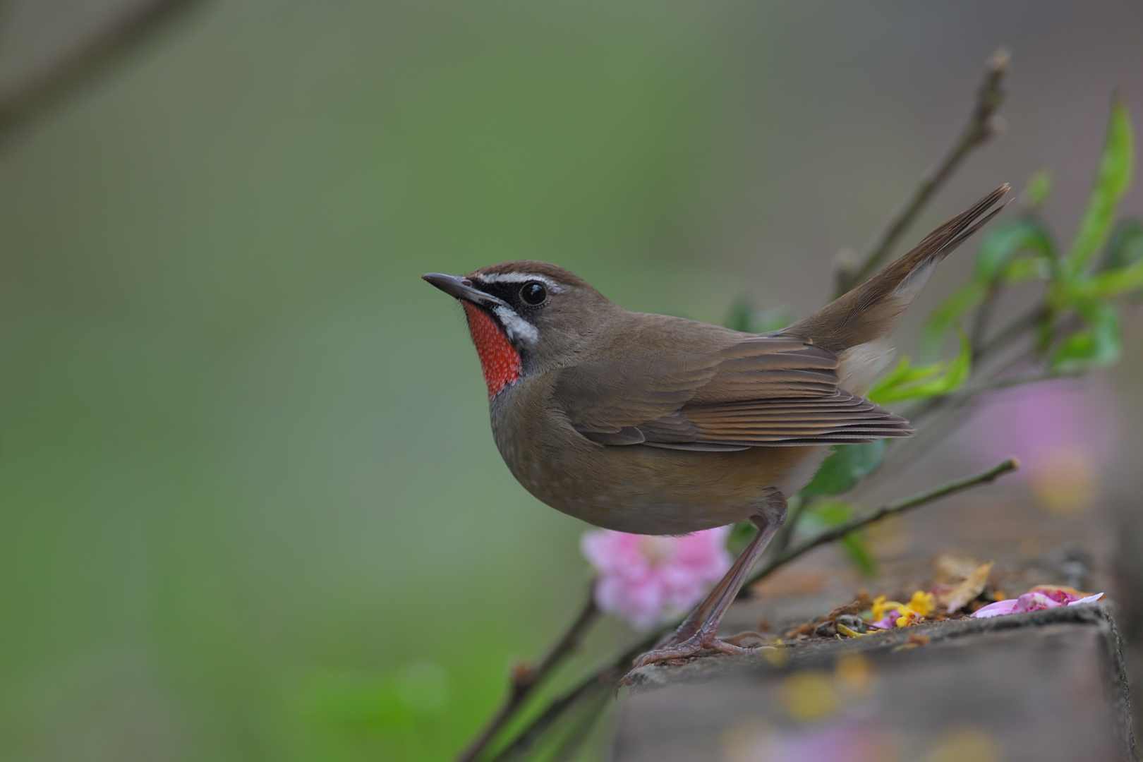 Siberian rubythroat - Oanh cổ đỏ - Male