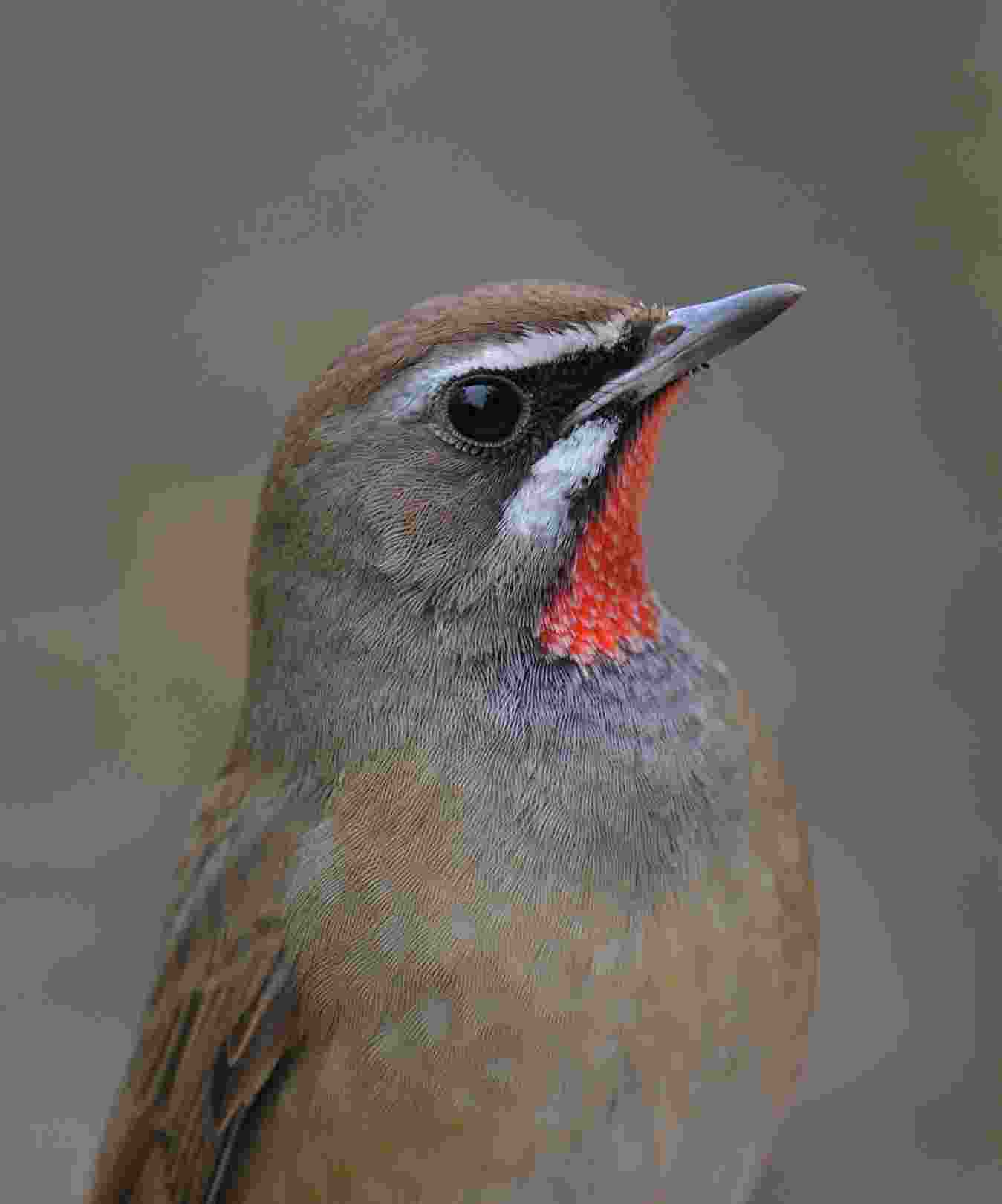 Siberian rubythroat - Oanh cổ đỏ - Male