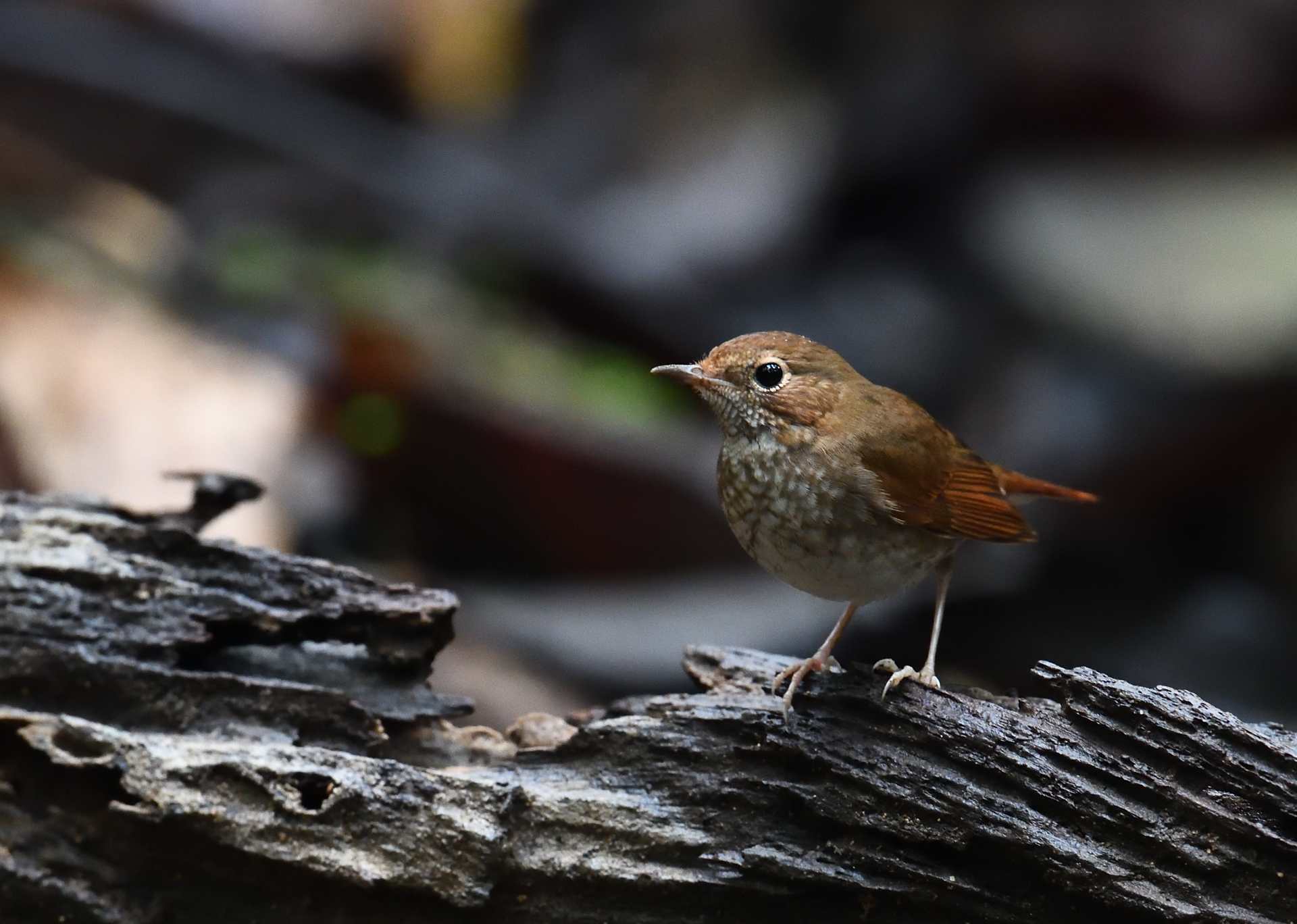 Rufous Tailed Robin - Oanh cổ trắng