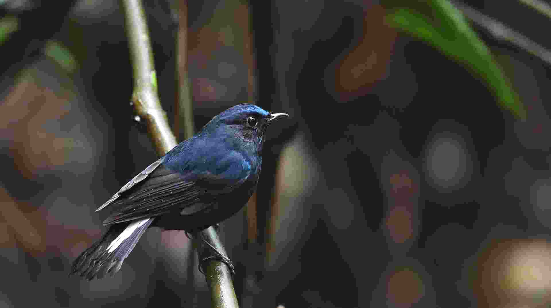 White tailed Robin - Oanh đuôi trắng - Male