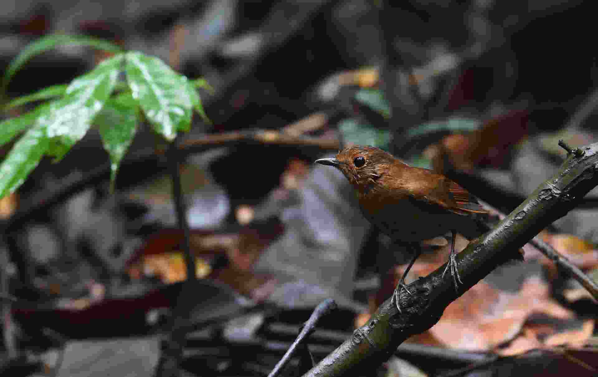 White tailed Robin - Oanh đuôi trắng - Female