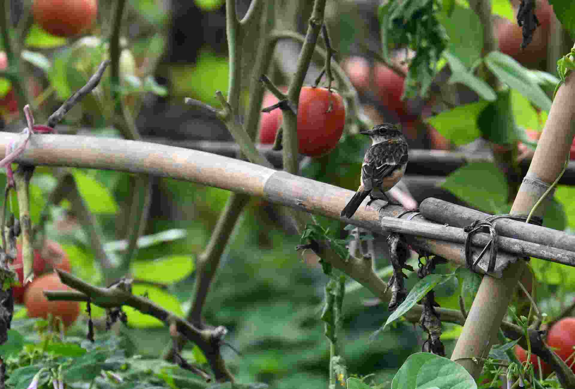 Grey bush chat - Sẻ bụi đầu đen