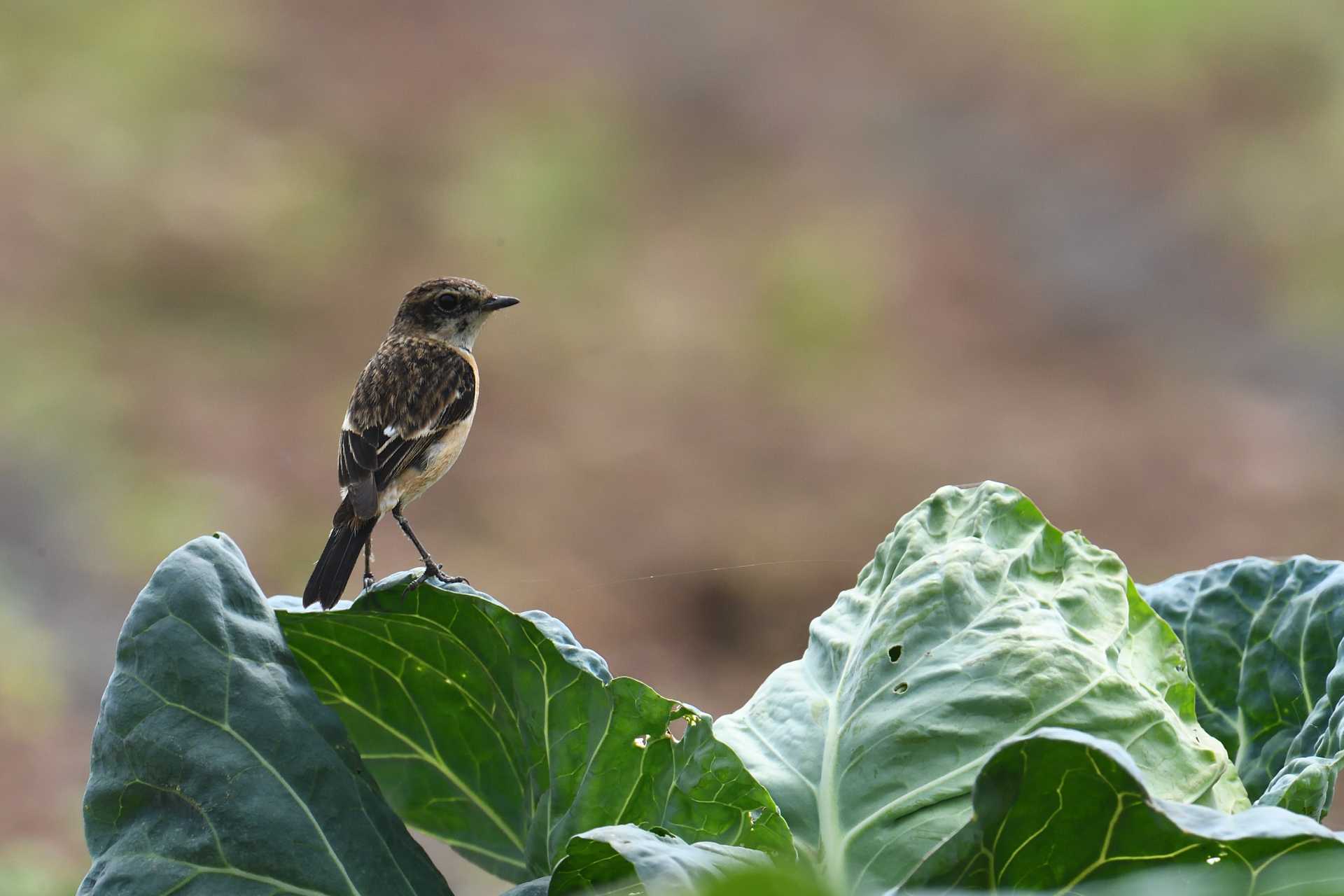 Grey bush chat - Sẻ bụi đầu đen